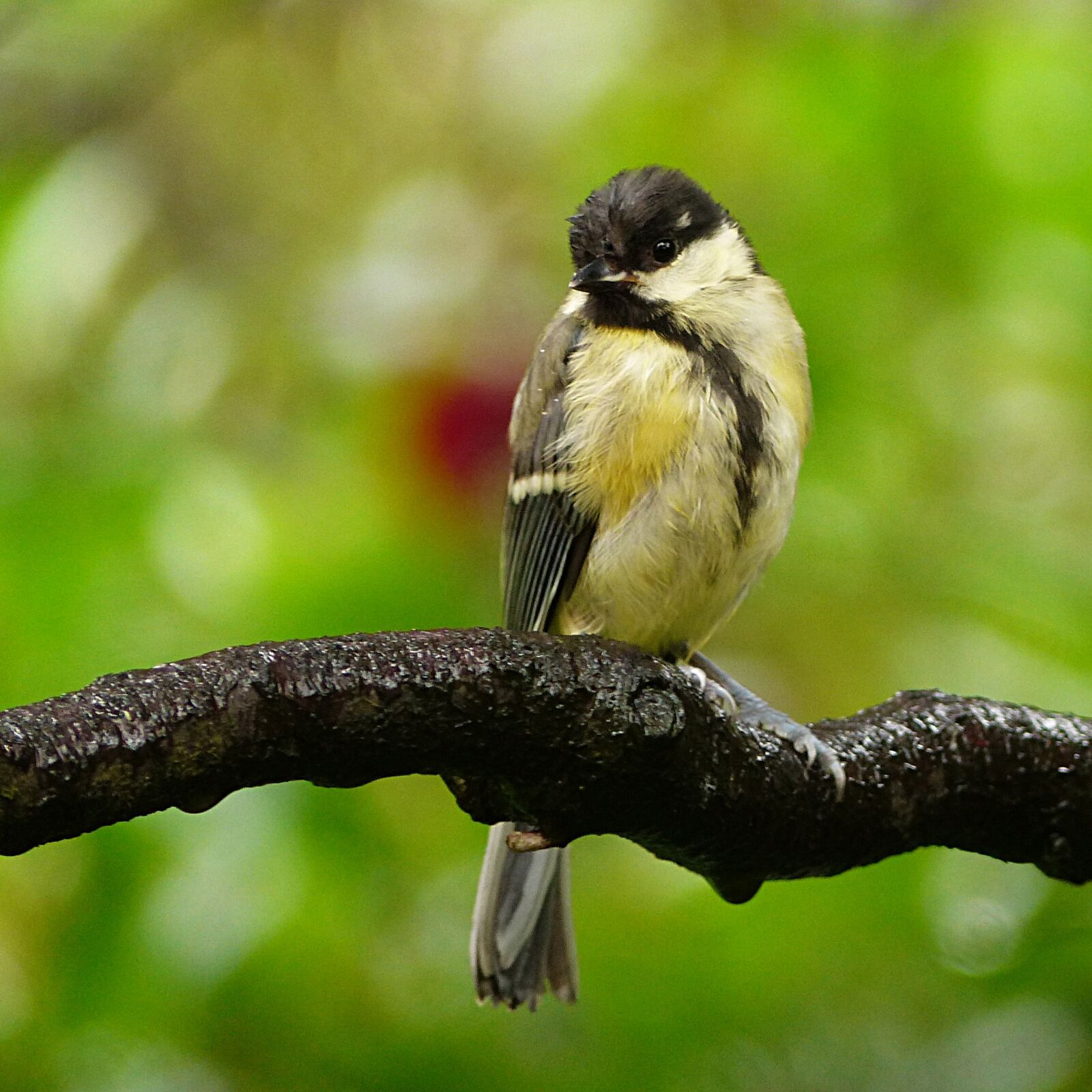 Panasonic Lumix DMC-FZ200 sample photo. Animal, bird, tit photography