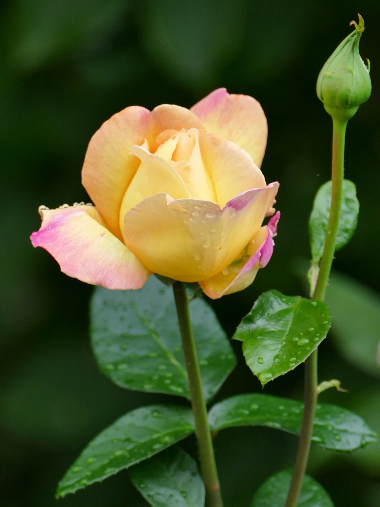 Panasonic Lumix DMC-FZ1000 sample photo. Flower, rose, yellow photography