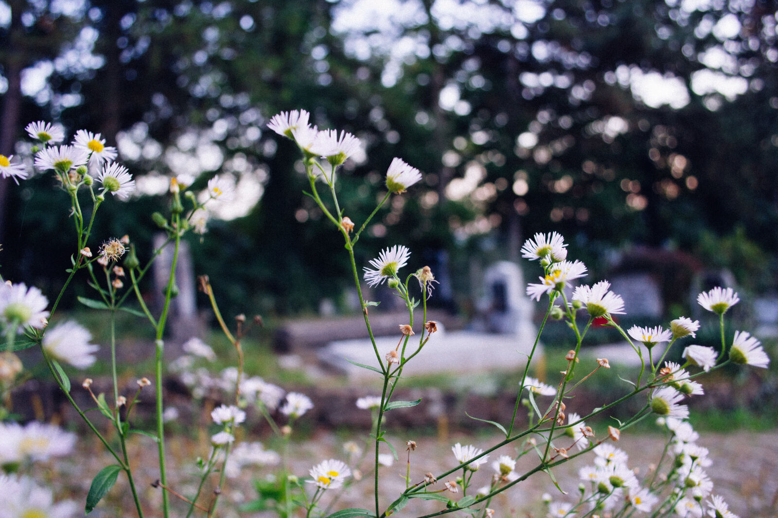 Nikon D3100 sample photo. Bloom, blooming, blossom, blur photography