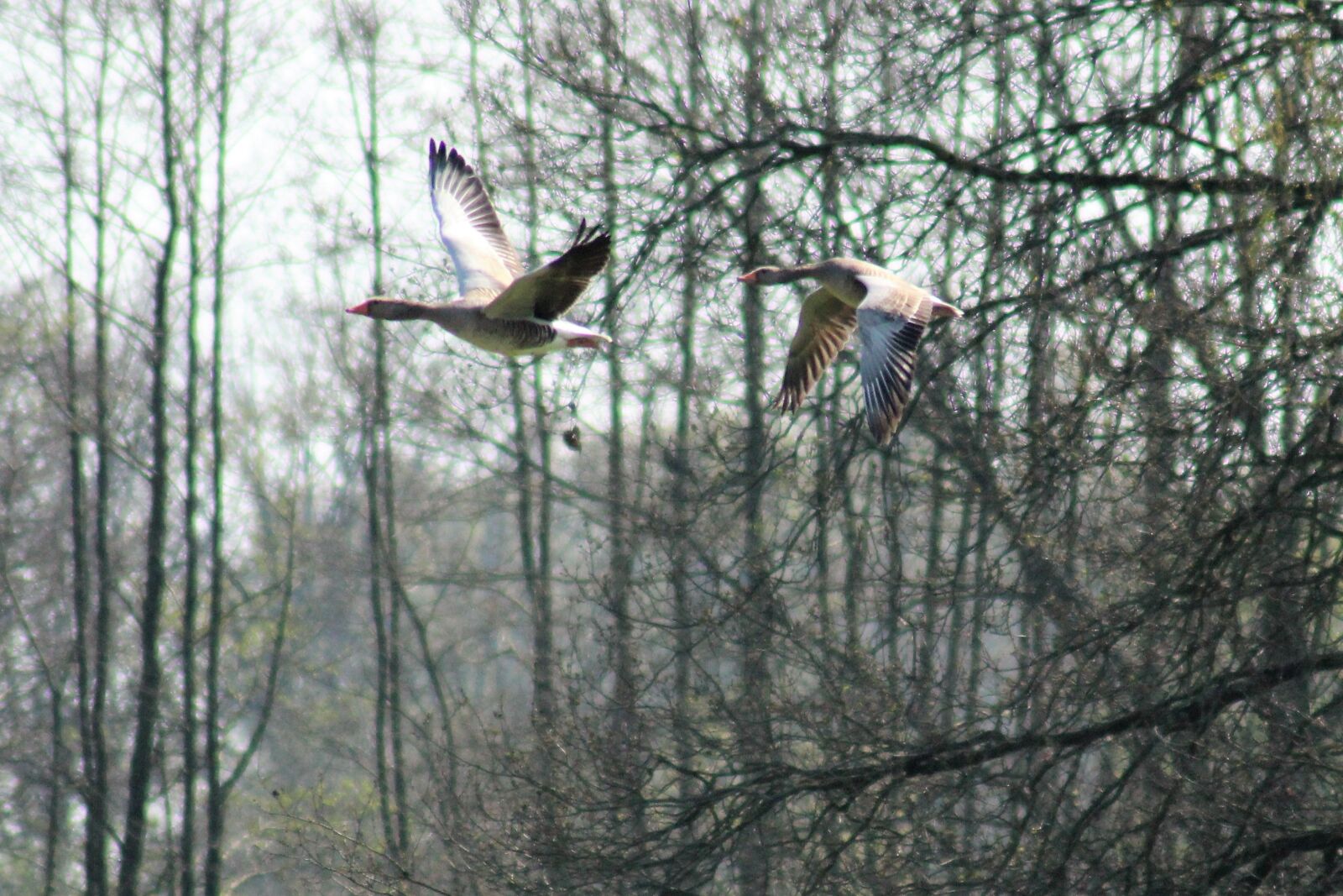 Canon EOS 1200D (EOS Rebel T5 / EOS Kiss X70 / EOS Hi) sample photo. Geese, bird, animals photography