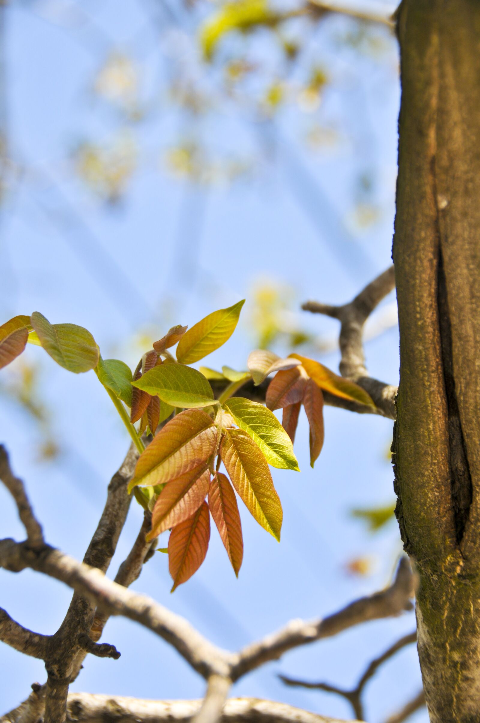 Nikon D300 sample photo. Leaves, tree, nature photography
