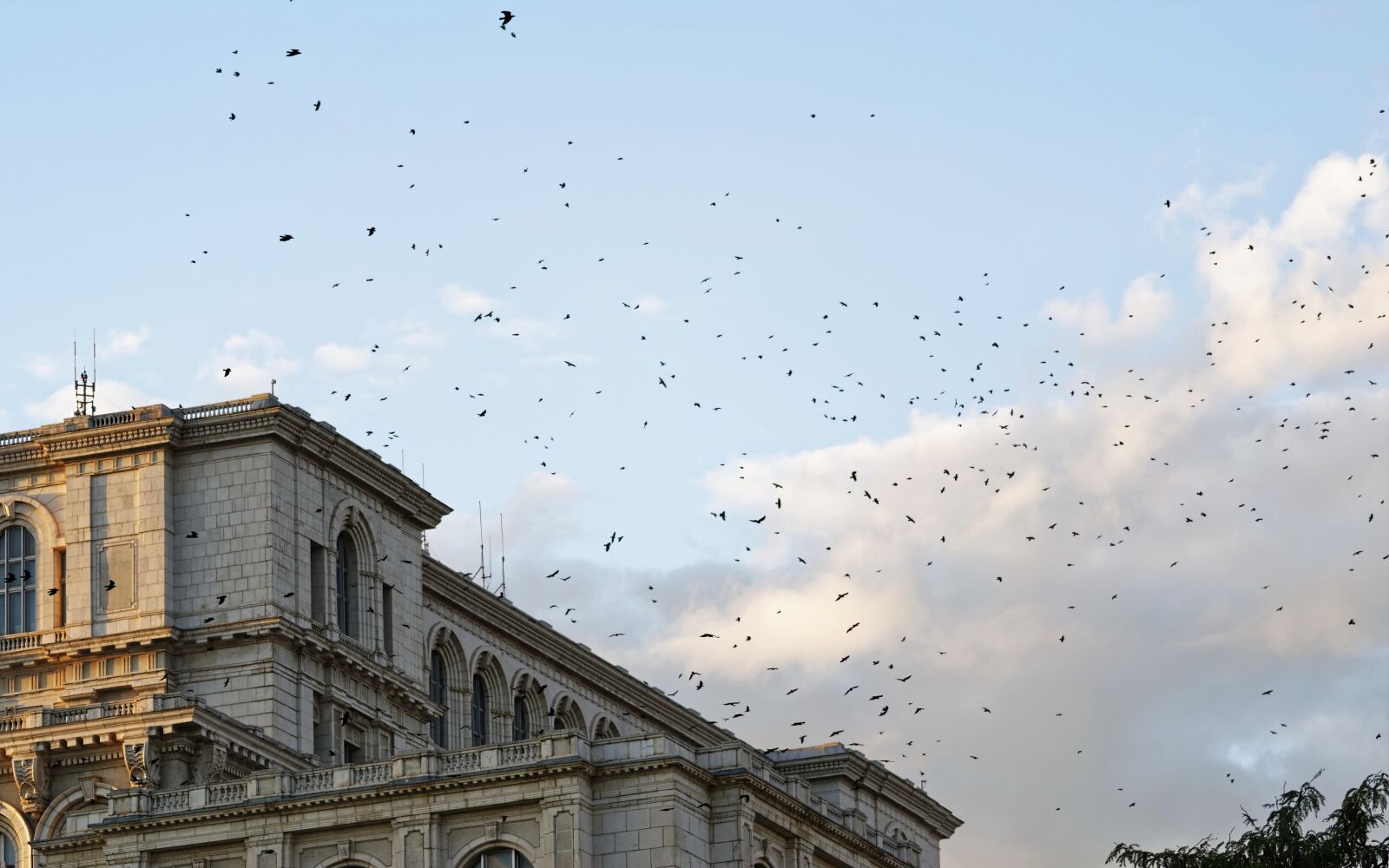 Nikon D5300 sample photo. Birds, the crows, fly photography
