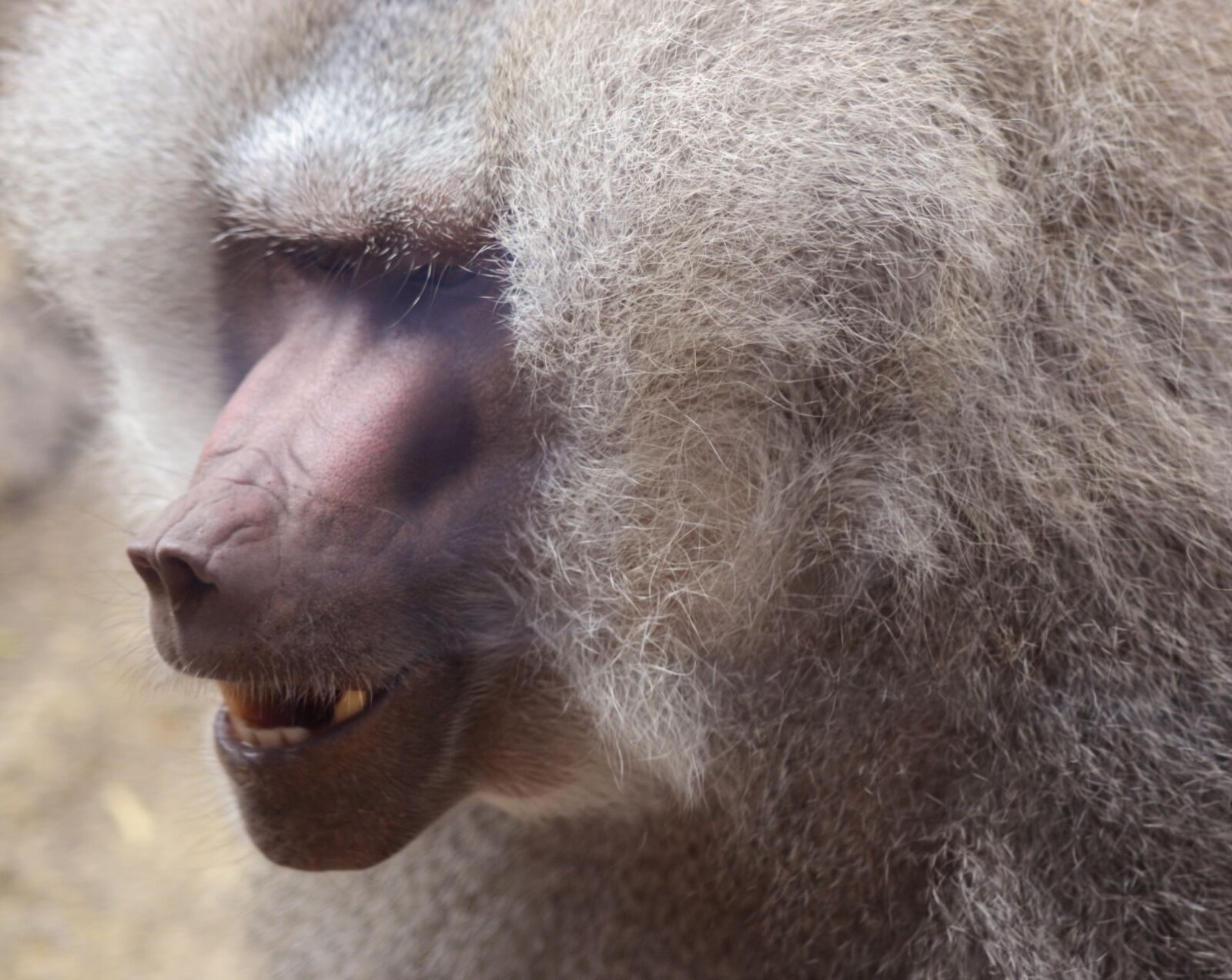 Nikon D5200 sample photo. Baboon, primate, ape photography