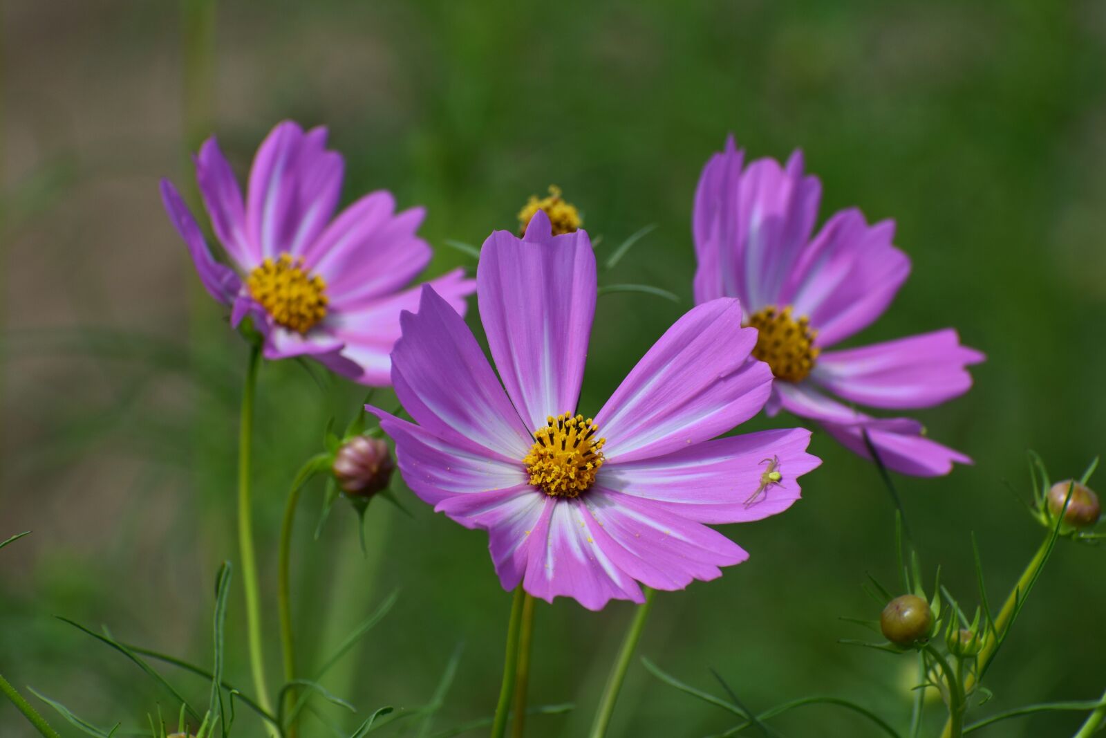 Nikon D7200 sample photo. Natural, landscape, plant photography