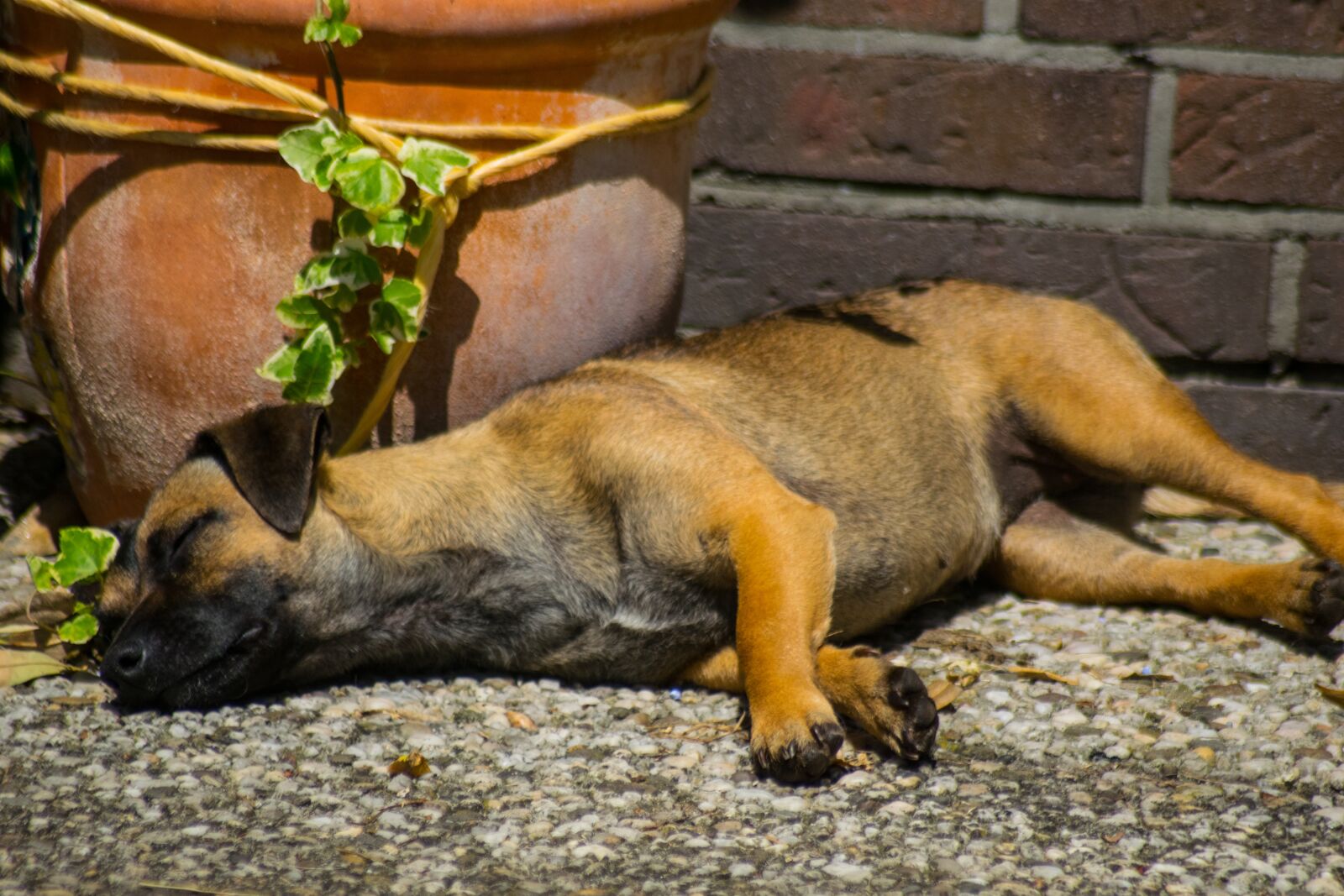 Nikon D3300 sample photo. Dog, tired, sleep photography