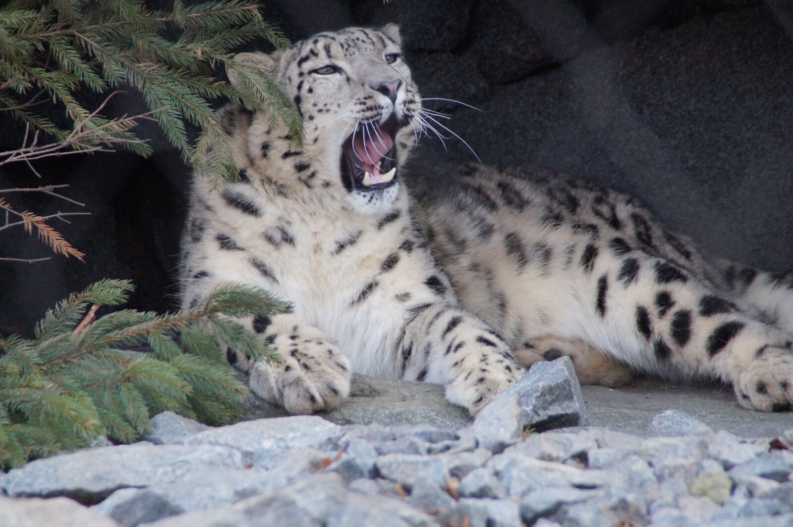 Sony SLT-A58 + Sony DT 18-200mm F3.5-6.3 sample photo. Snow leopard, big cat photography