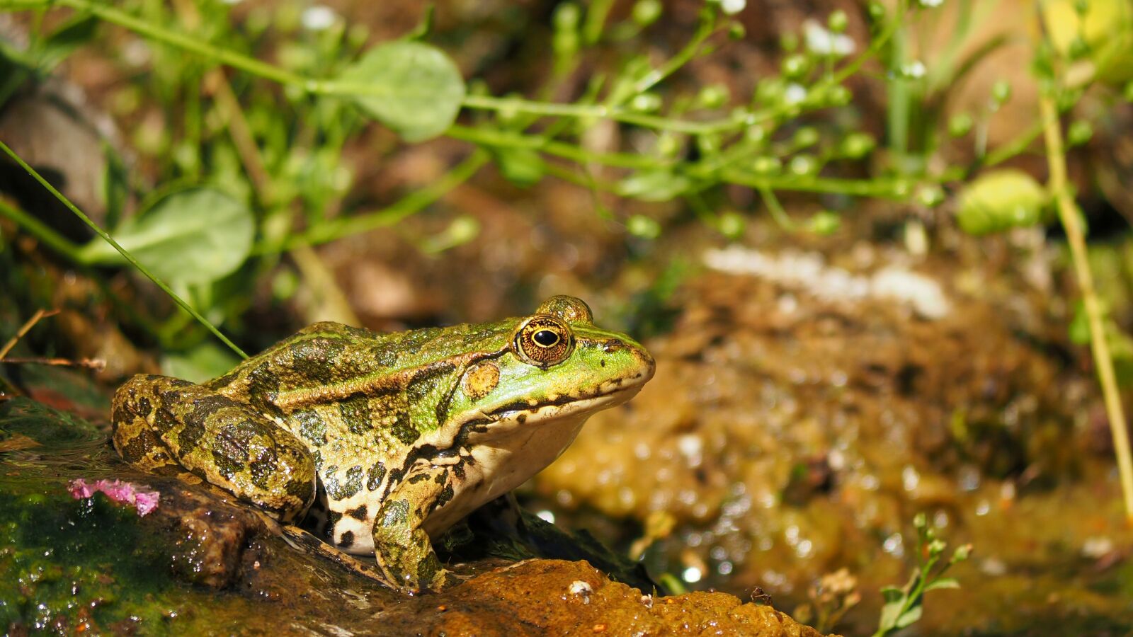 Olympus OM-D E-M10 II sample photo. Nature, amphibians, frog photography