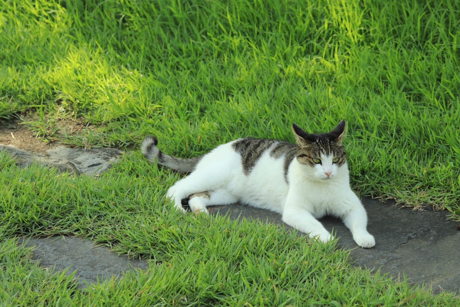 Canon EOS 800D (EOS Rebel T7i / EOS Kiss X9i) sample photo. Cat, animal, pet photography