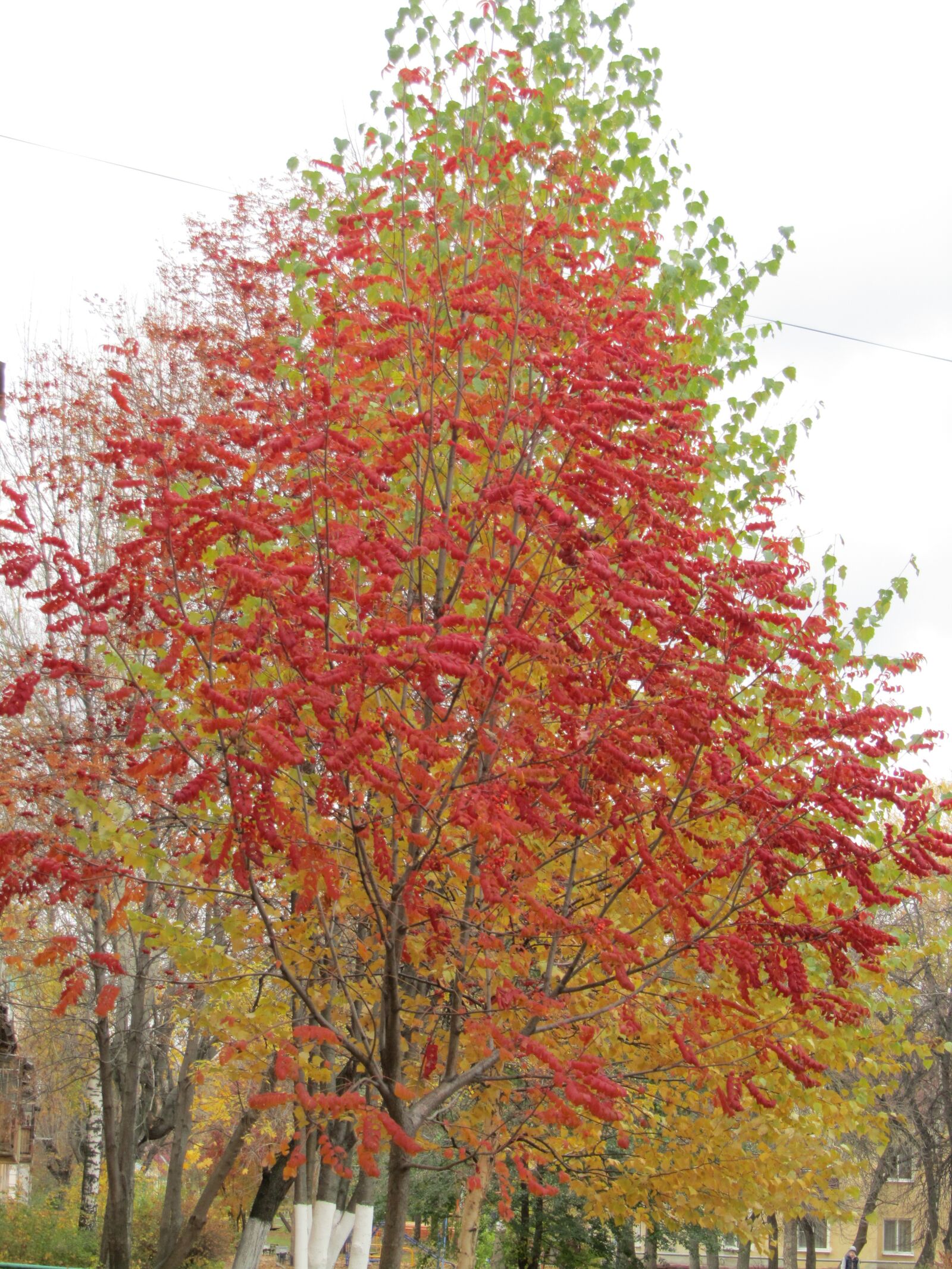 Canon PowerShot SX210 IS sample photo. Autumn, foliage, paint photography