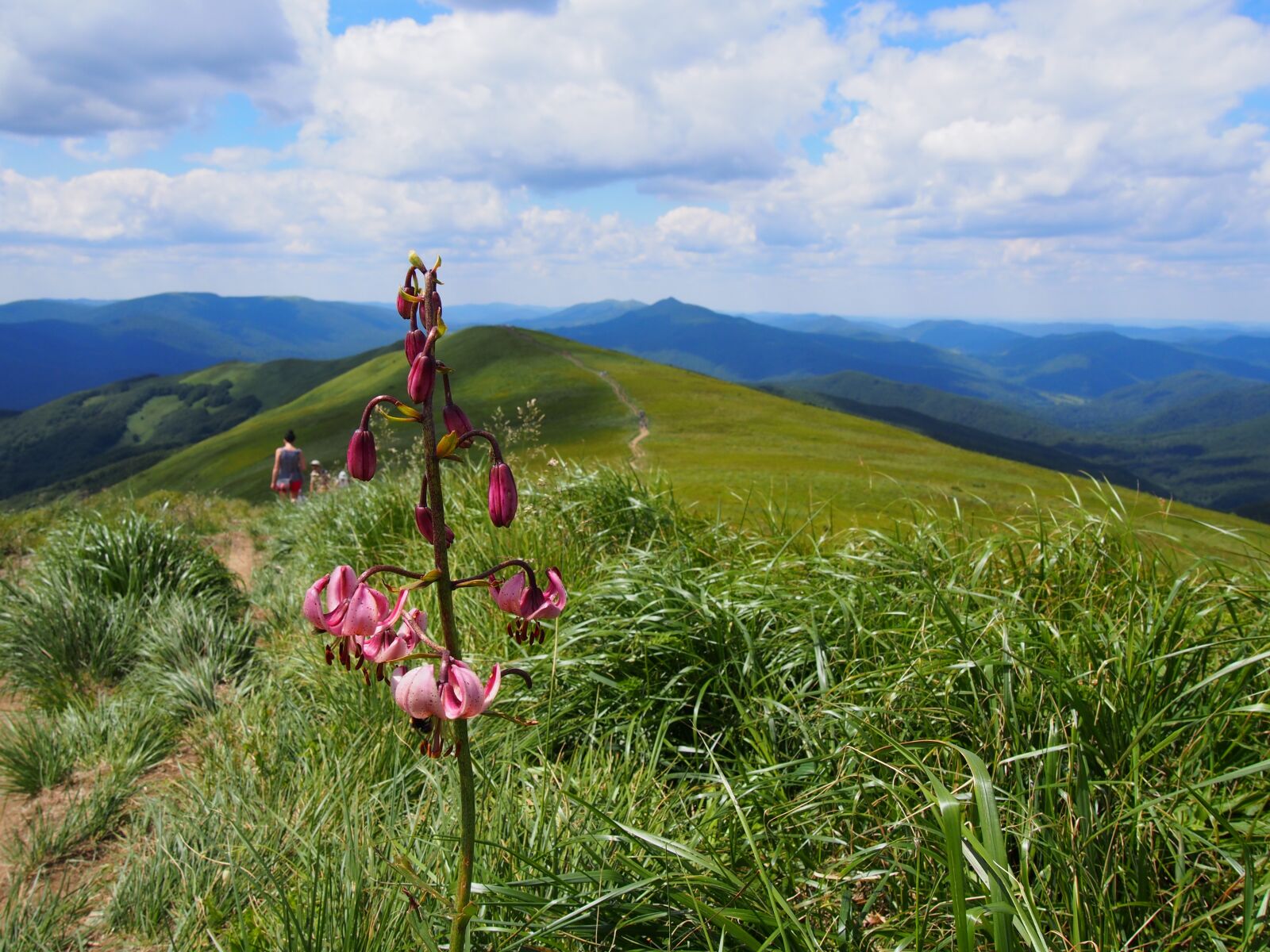 Olympus PEN E-PL6 sample photo. Nature, landscape, hayfield photography