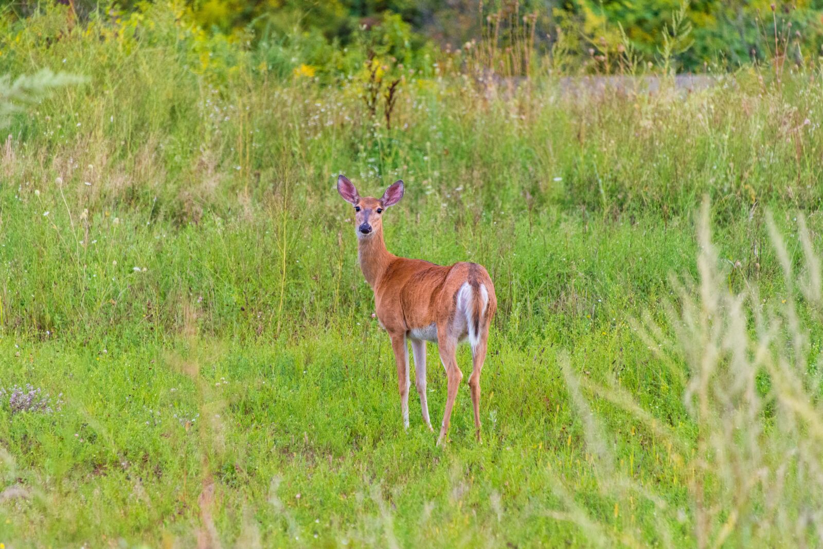 Nikon D800 sample photo. Deer, nature, wildlife photography