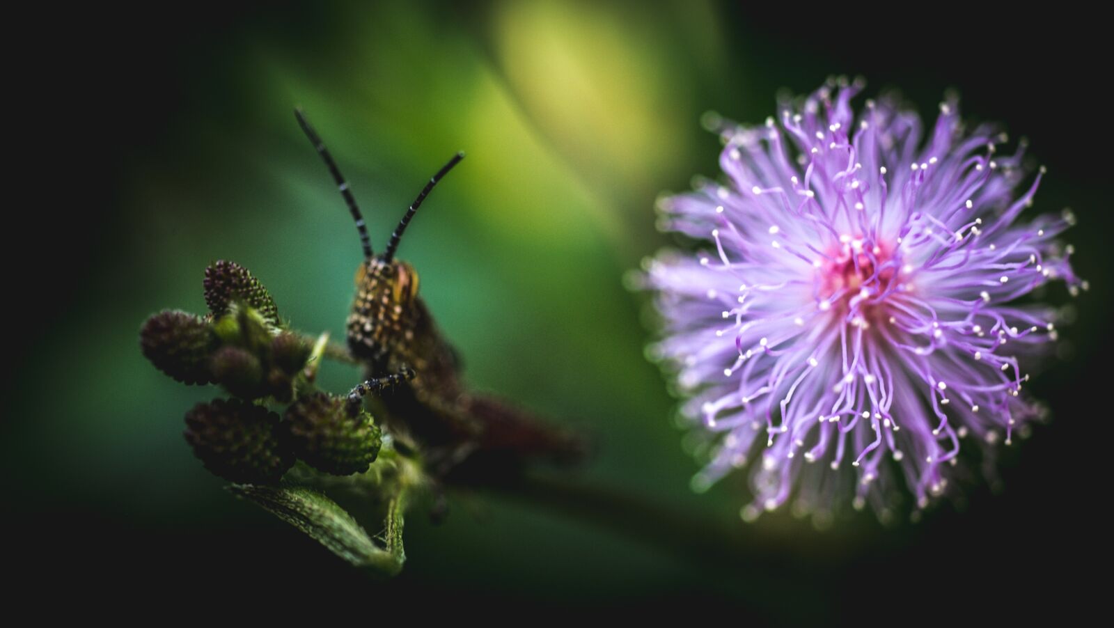 Fujifilm X-E1 sample photo. Animal, nature, wildlife photography