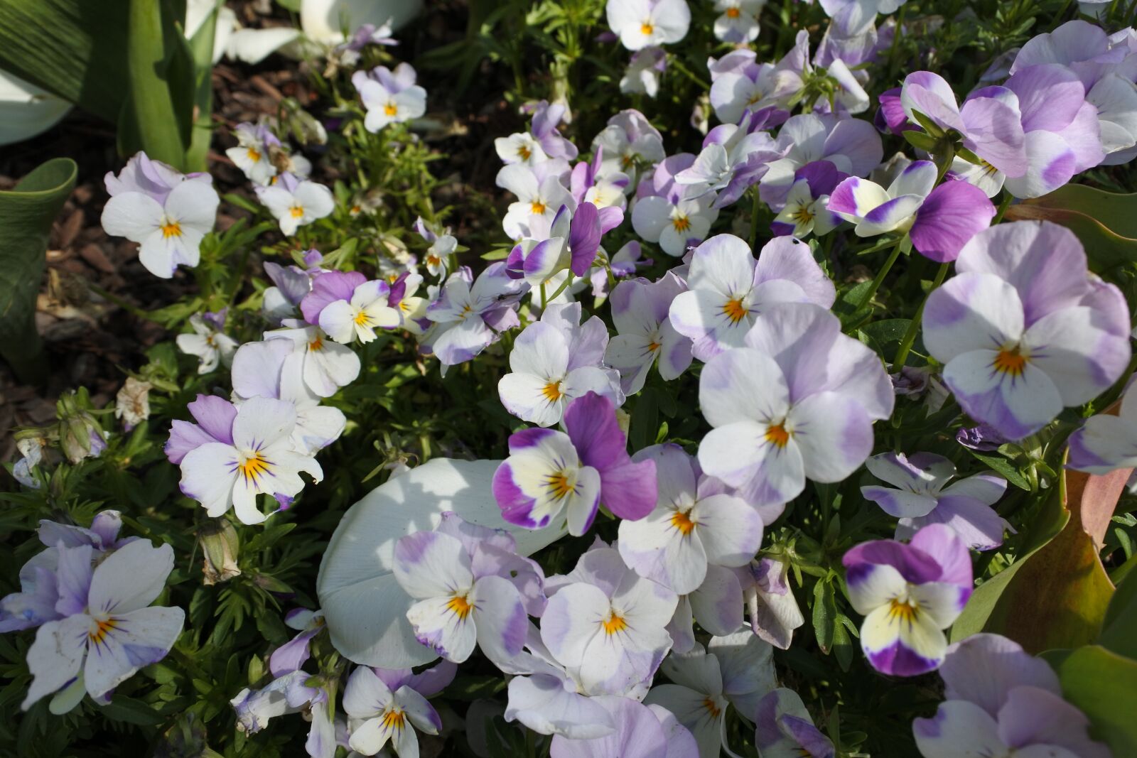 Nikon 1 J5 sample photo. Suncheon bay, flowers, the photography