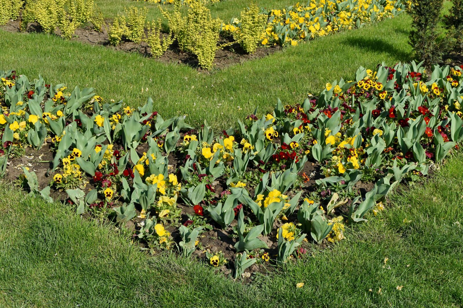 Nikon D5500 sample photo. Field, poppy, flowers, sunflower photography