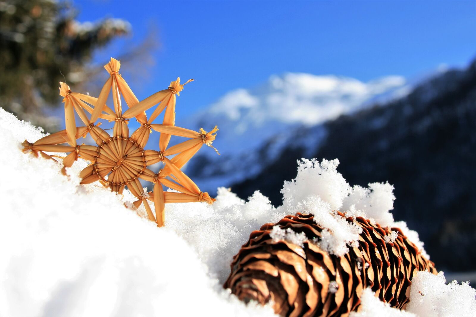 Canon EOS 400D (EOS Digital Rebel XTi / EOS Kiss Digital X) sample photo. Asterisk, pine cone, fresh photography