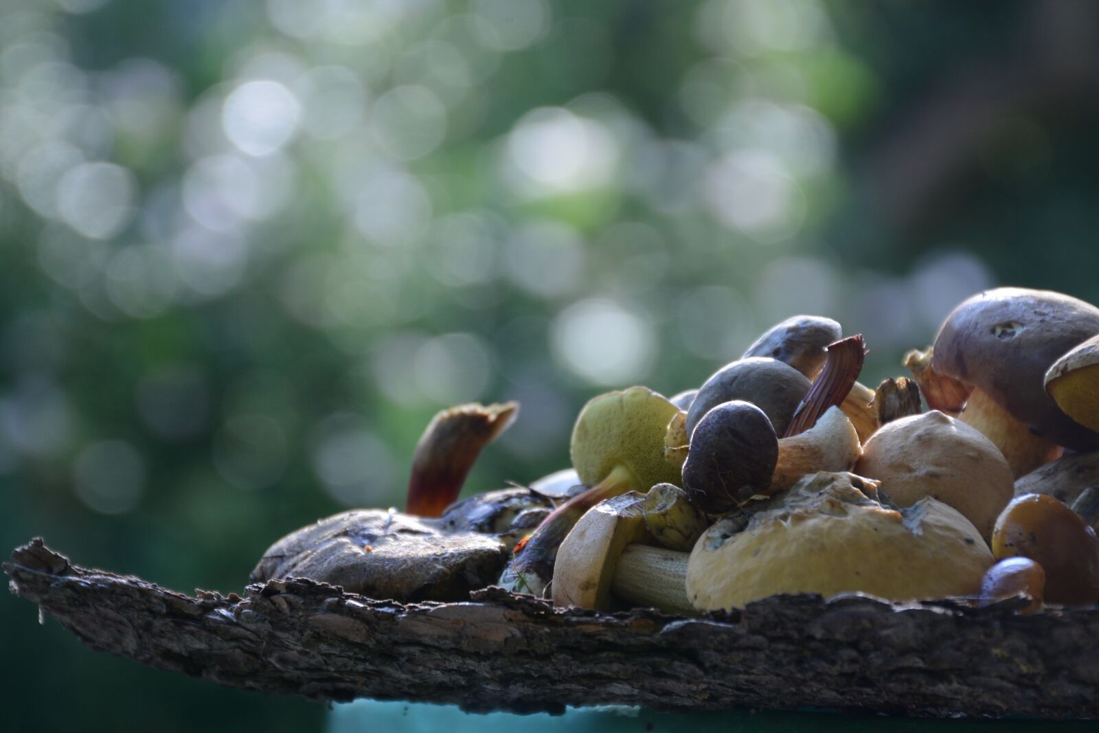Nikon D7100 sample photo. Mushrooms, forest, nature photography