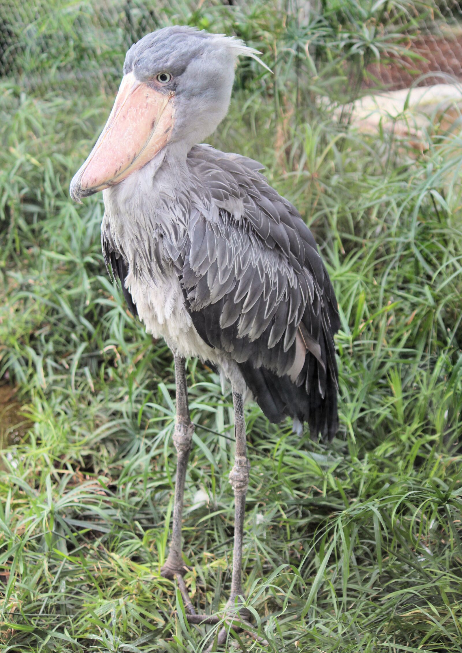 Canon EOS 550D (EOS Rebel T2i / EOS Kiss X4) sample photo. Bird, shoebill, beak photography
