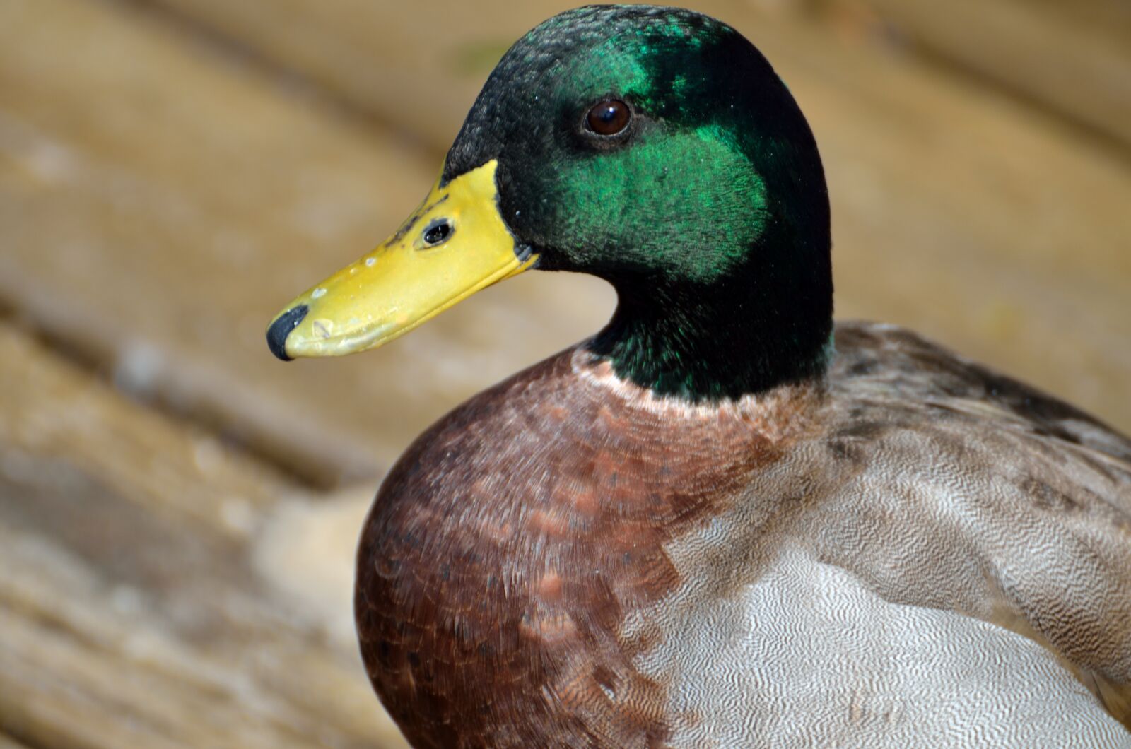Nikon D7000 sample photo. Mallard duck, closeup, wildlife photography
