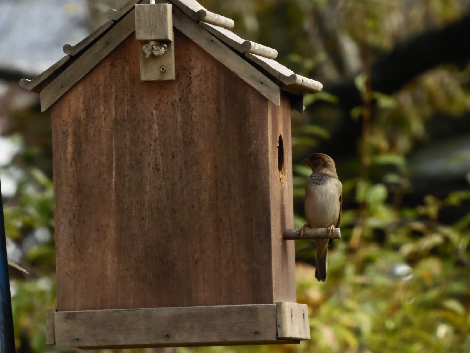 Samsung WB2200F sample photo. Bird, bird, house, nature photography