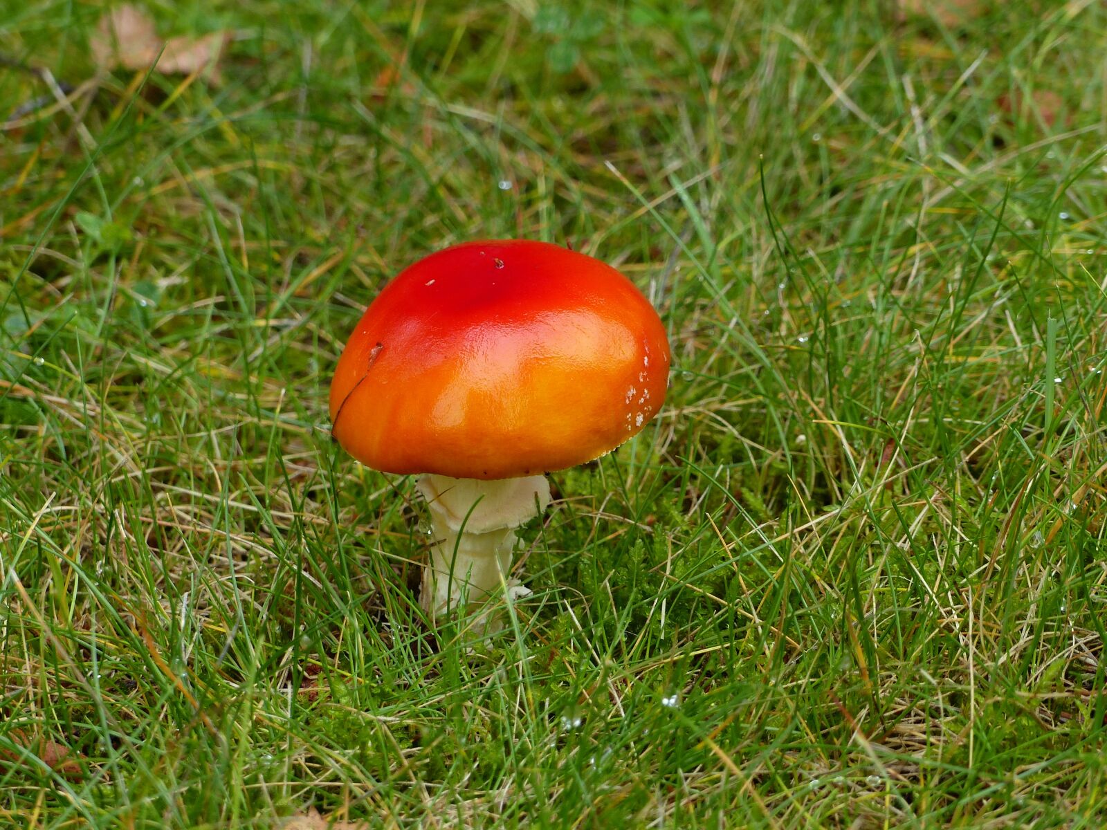 Panasonic Lumix DMC-FZ200 sample photo. Fly agaric, autumn, forest photography