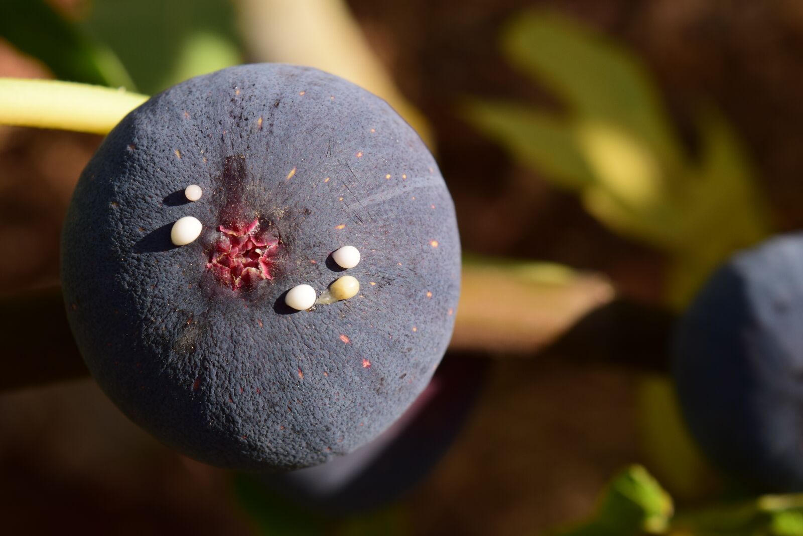 Nikon D3300 sample photo. Fig, blue, ripe photography