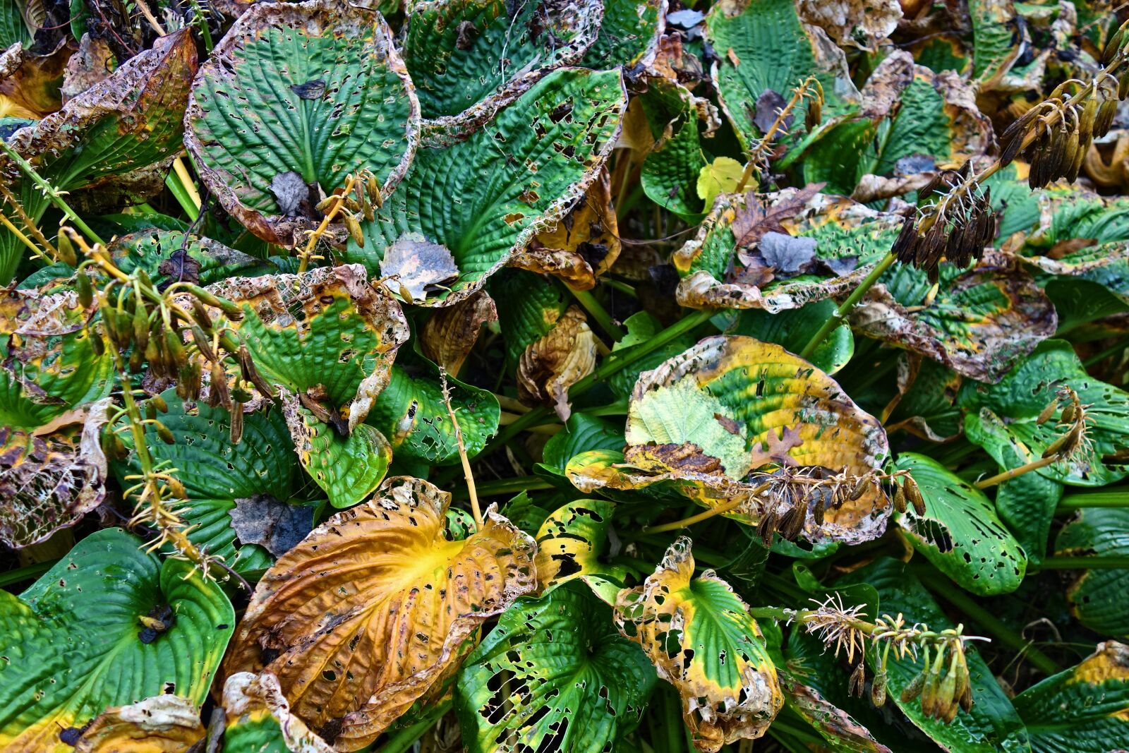 Sony Cyber-shot DSC-RX100 sample photo. Hosta, plant, withering photography