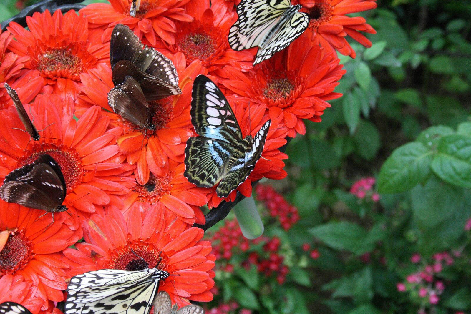 Canon EOS 1000D (EOS Digital Rebel XS / EOS Kiss F) sample photo. Singapore, airport, botanical garden photography