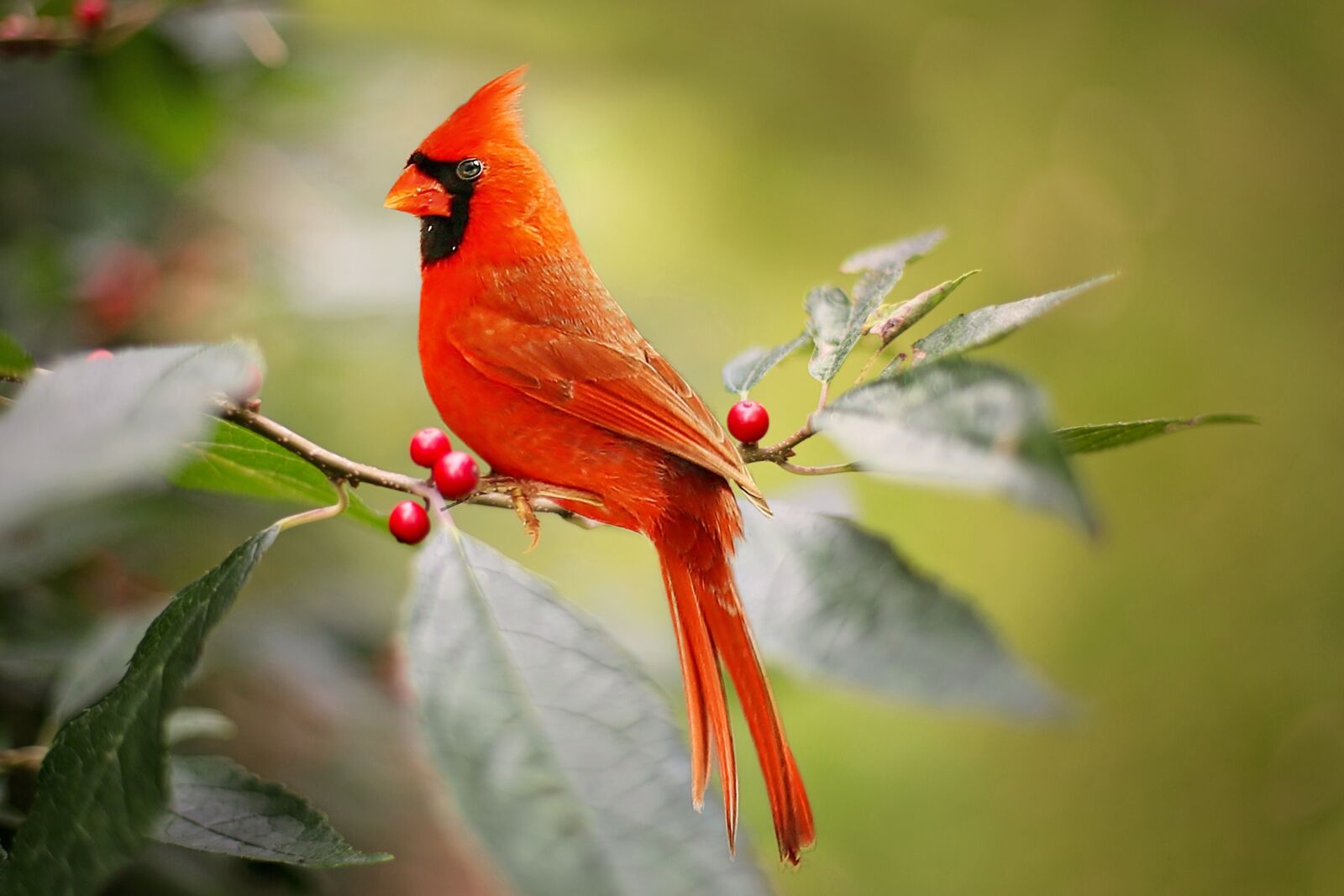 Canon EF 50mm F1.4 USM sample photo. Cardinal, bird, red photography