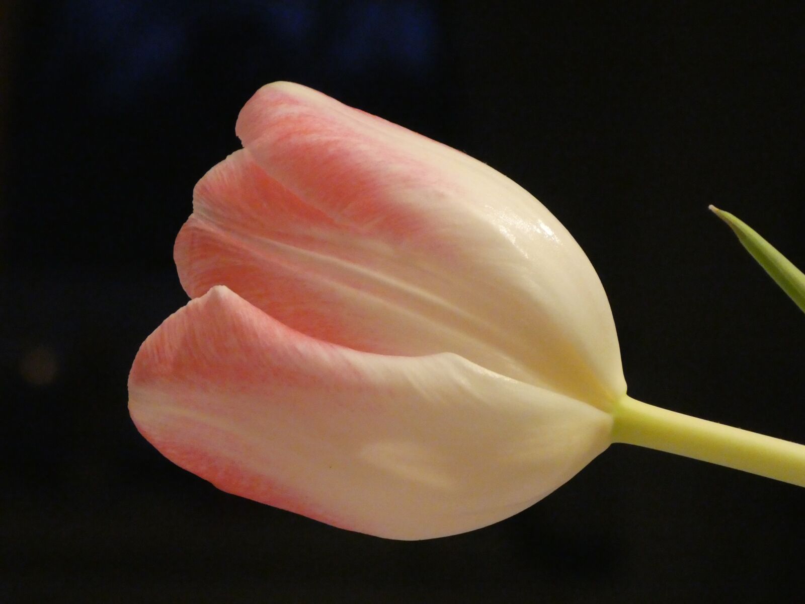 Panasonic DMC-TZ81 sample photo. Tulip, flower, tender photography