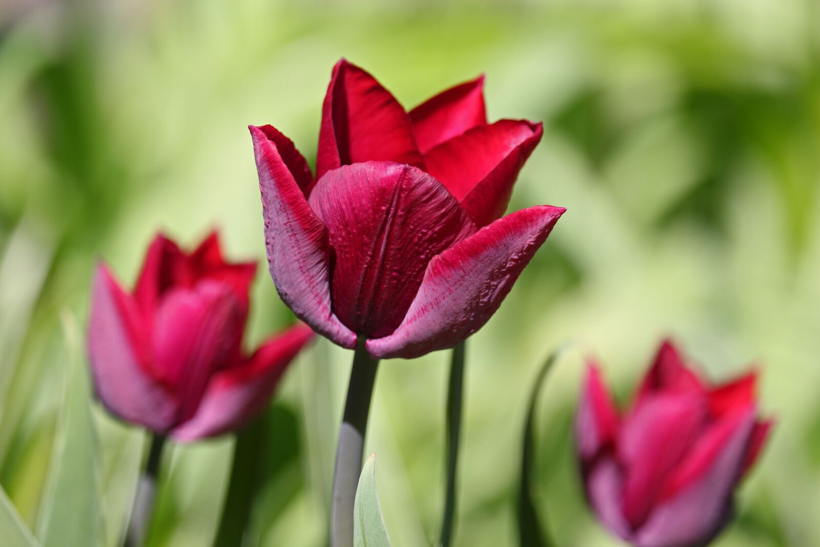 Canon EOS 700D (EOS Rebel T5i / EOS Kiss X7i) sample photo. Tulips, spring, garden photography