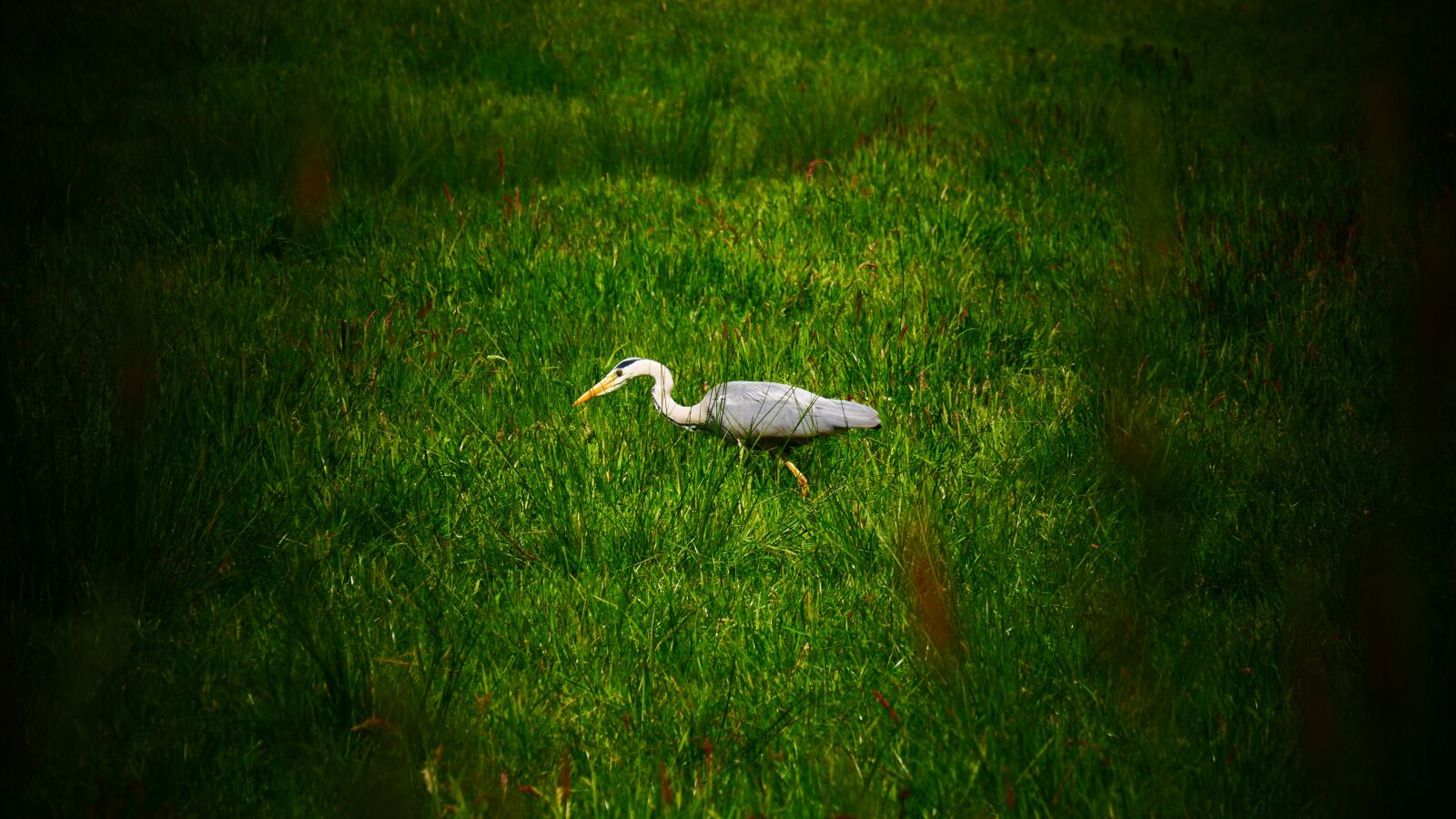 Panasonic Lumix DMC-G85 (Lumix DMC-G80) sample photo. Heron, hunting, hunt photography