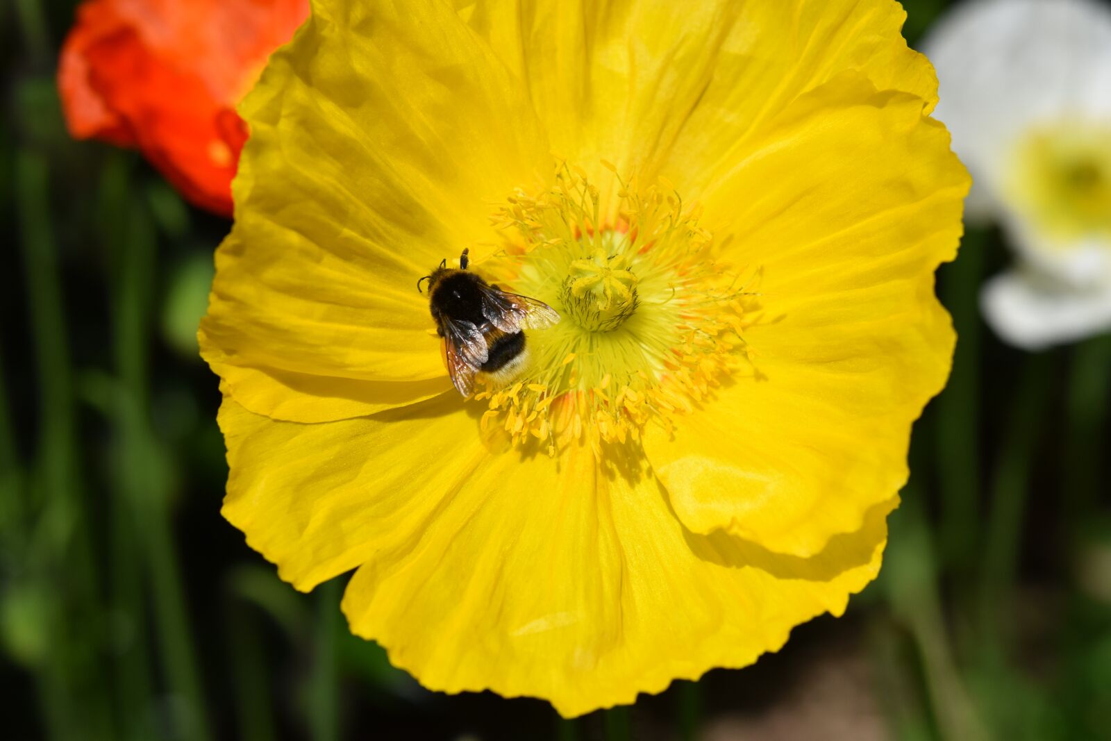 Nikon D5600 sample photo. Flower, poppy flower, yellow photography