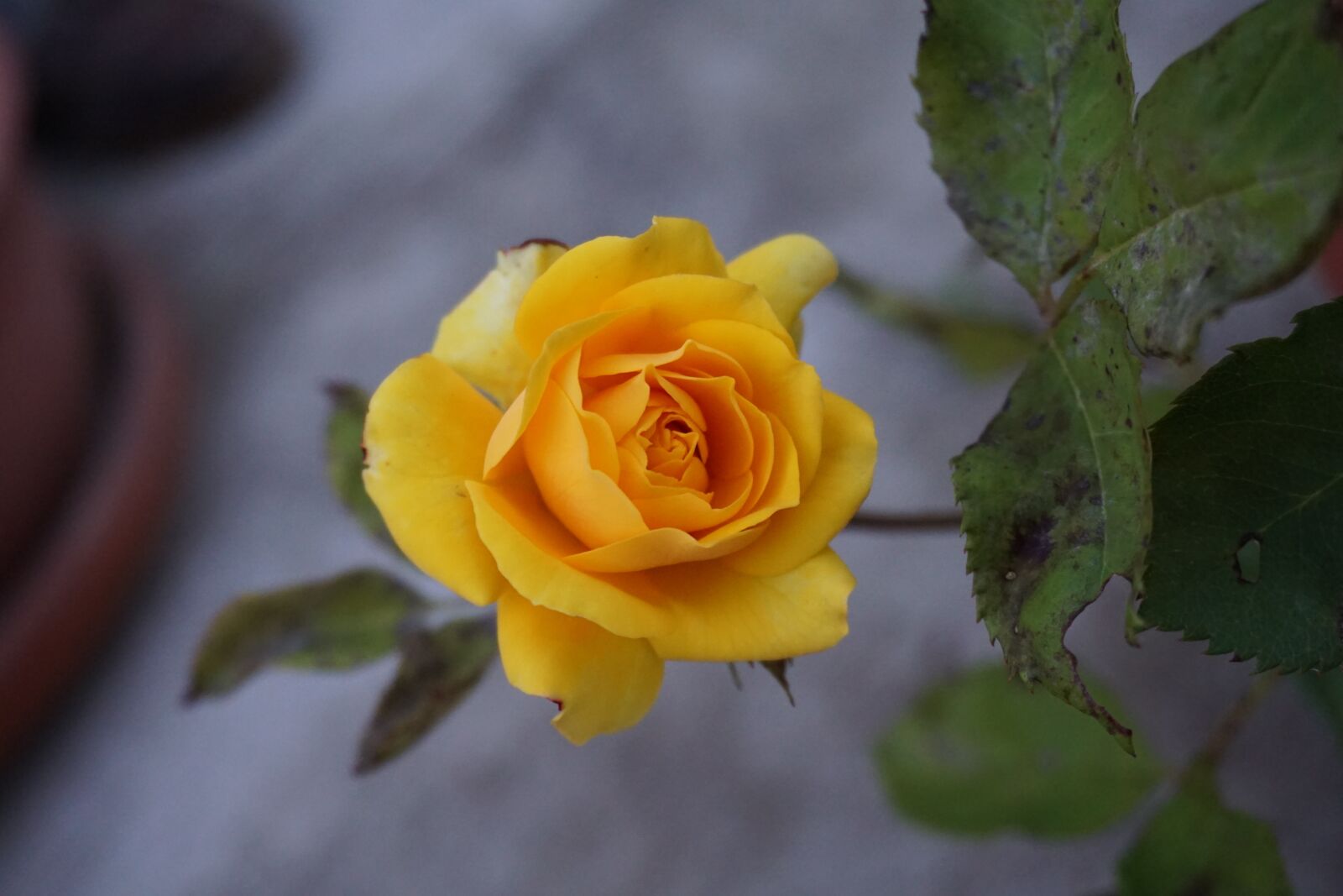 Sony a6000 sample photo. Yellow rose, yellow, rosa photography