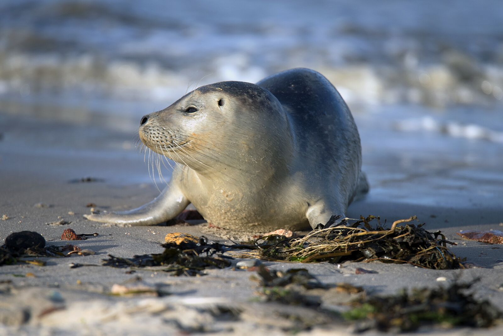 Nikon D750 sample photo. Seal, robbe, north sea photography