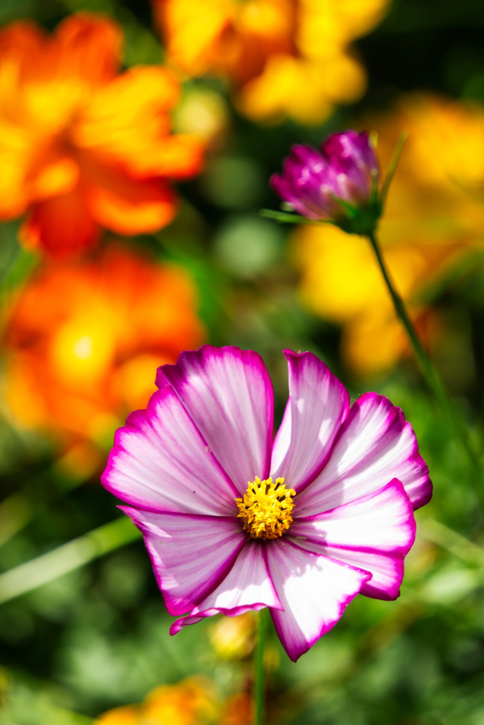 Sony E 55-210mm F4.5-6.3 OSS sample photo. Garden flowers, flowers, summer photography