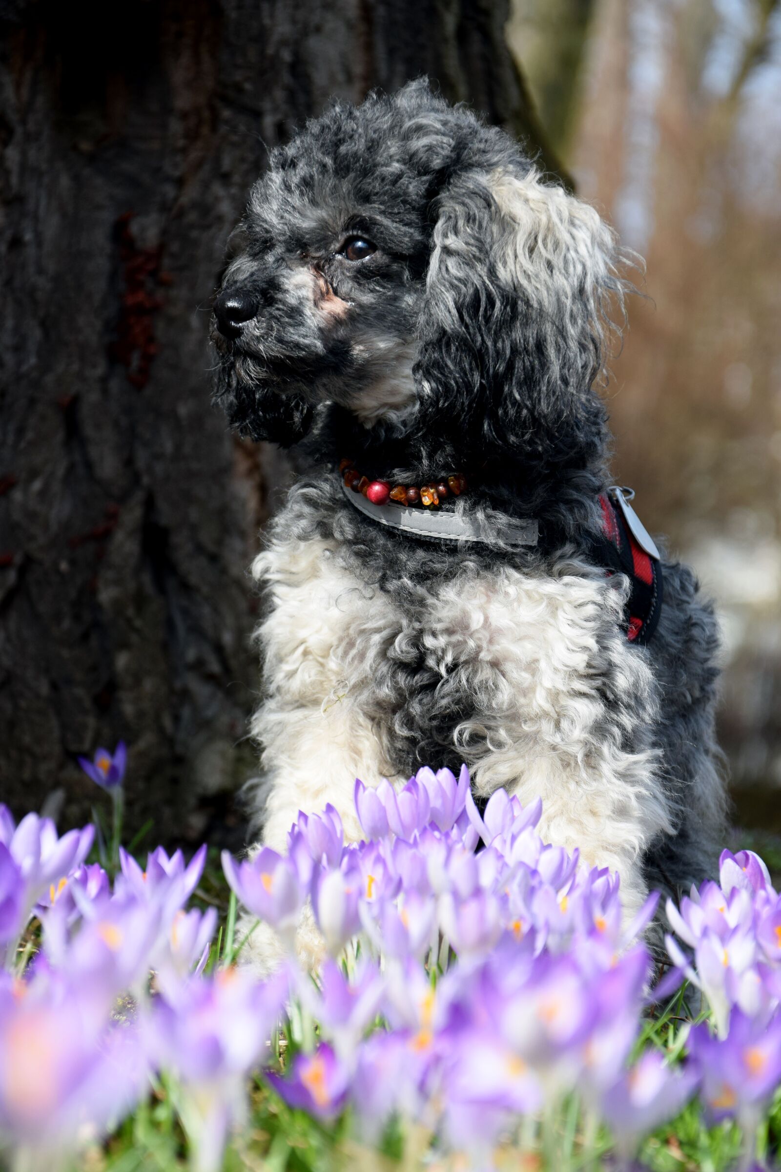 Nikon D3300 sample photo. Dog, miniature poodle, poodle photography