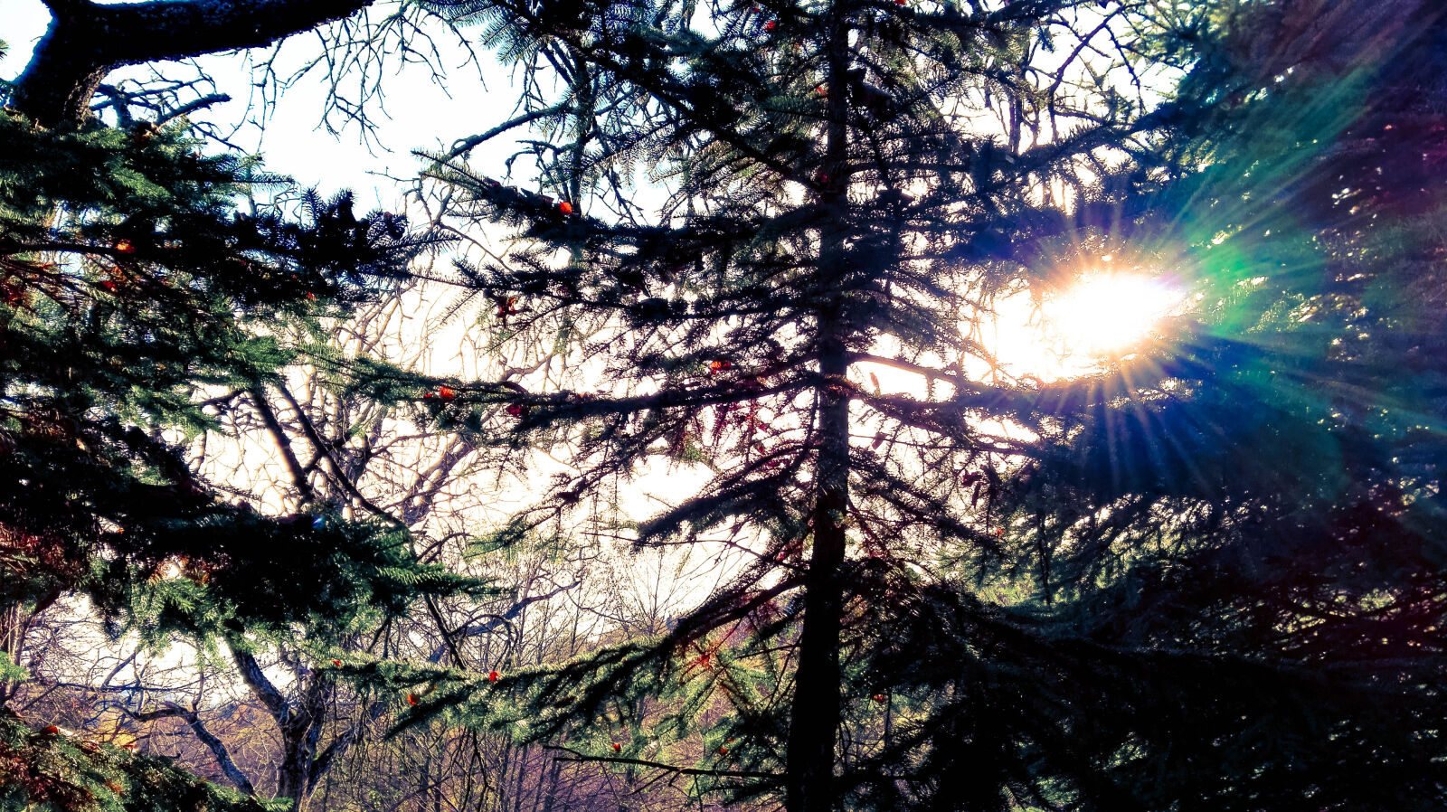 HUAWEI P8 Lite sample photo