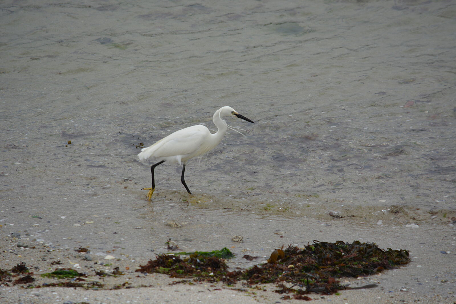 Nikon D5200 sample photo. Aigrette, animalier, animaux, sauvages photography
