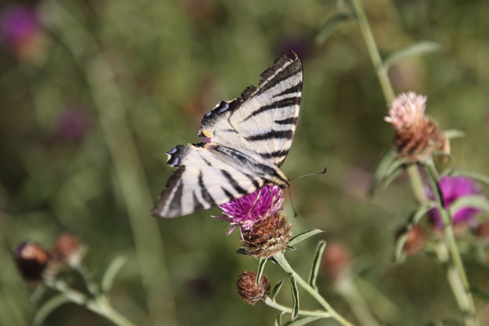 Canon EOS 40D sample photo. Butterfly, flower, insects photography