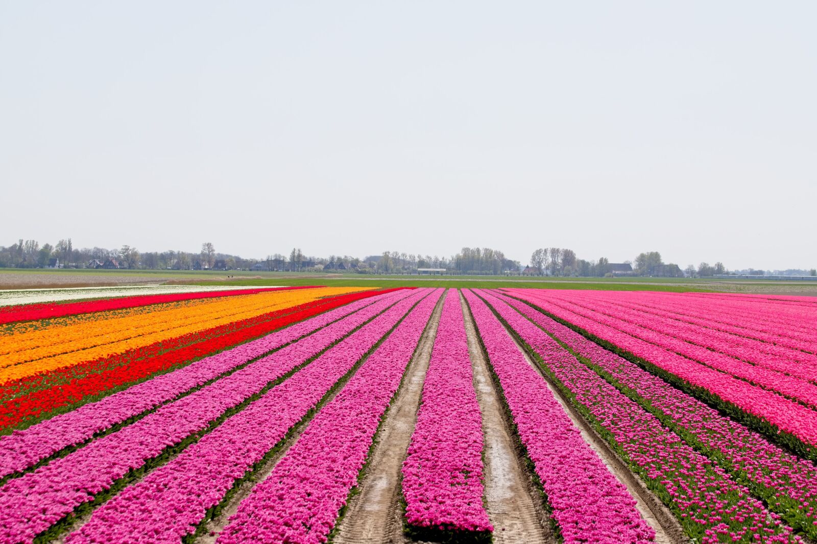 Canon EOS 6D Mark II sample photo. Bulbs, bulb fields, tulips photography