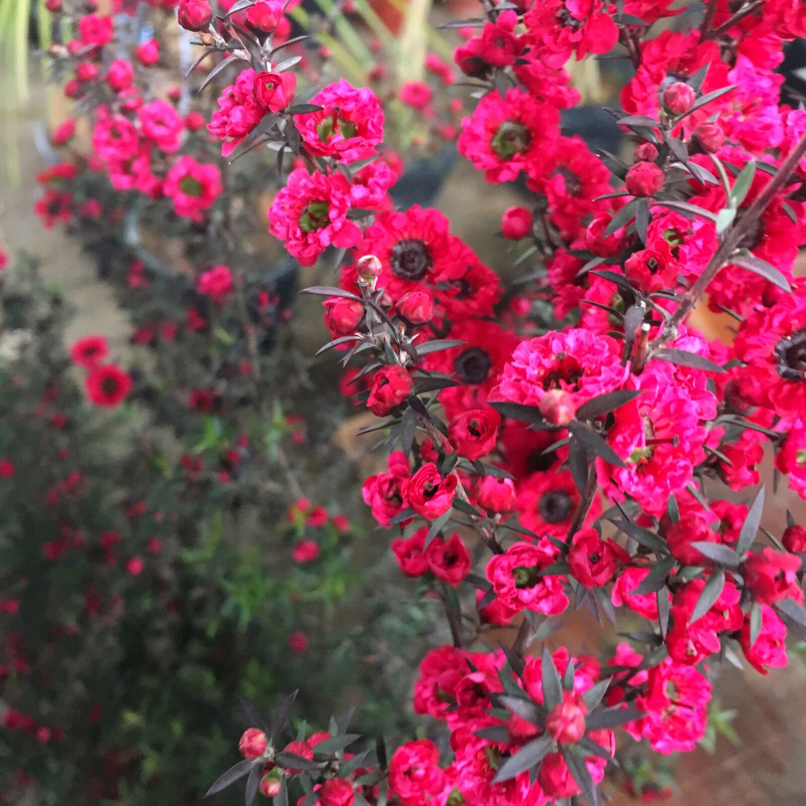 Apple iPhone 6s sample photo. Erica plant, plant, flow photography