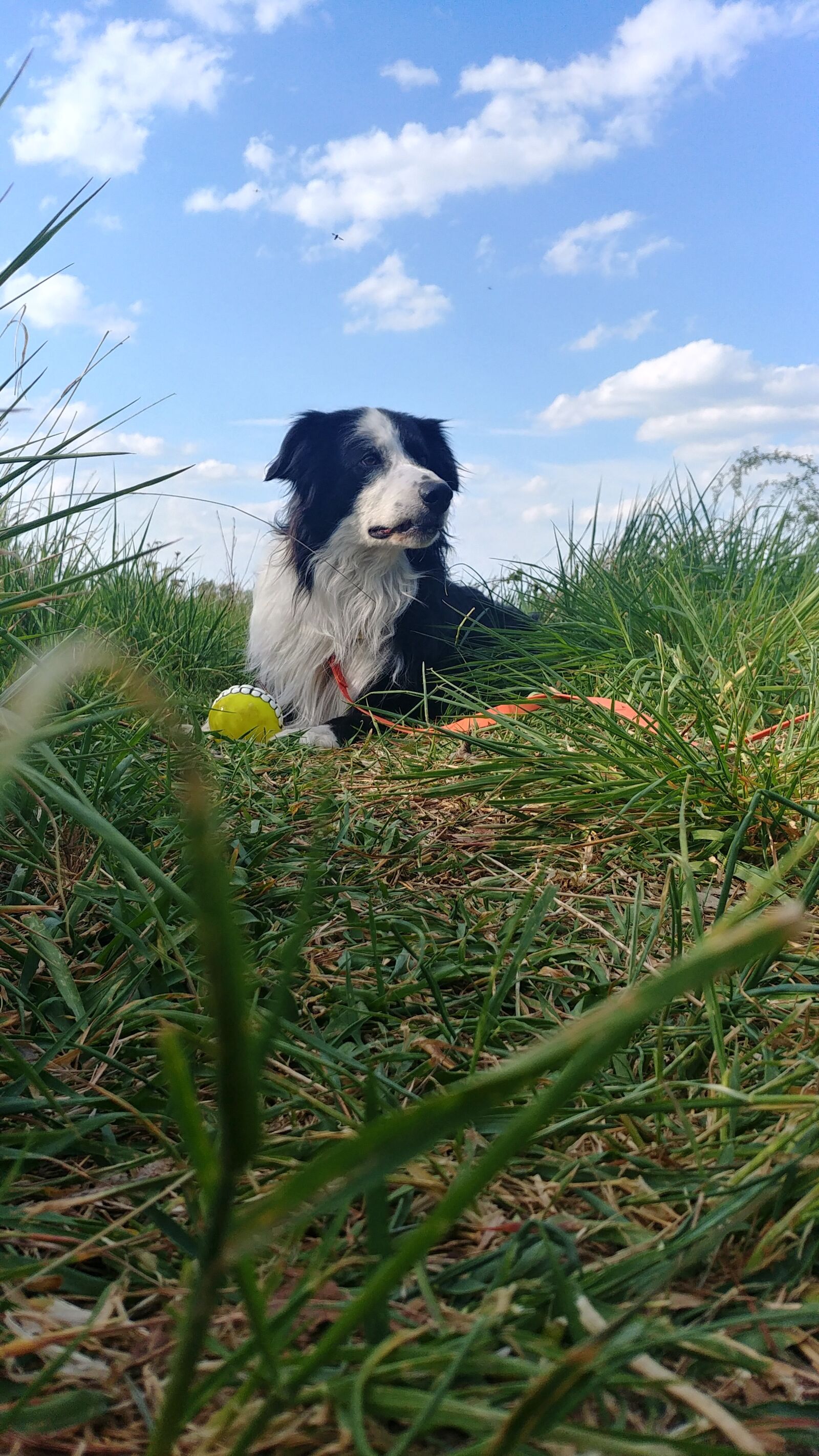 LG G6 sample photo. Collie, border collie, dog photography