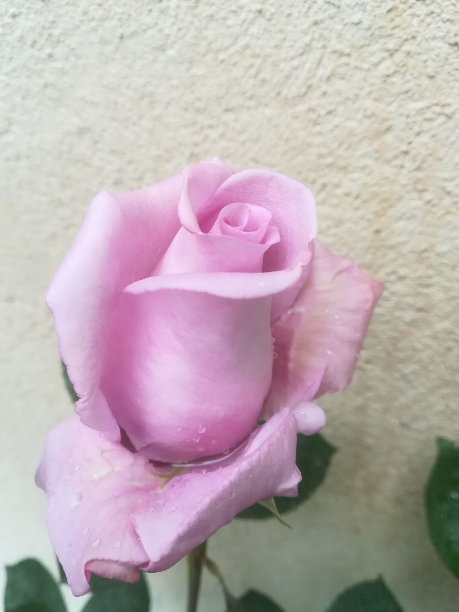 HUAWEI P10 lite sample photo. Rose, purple, color photography
