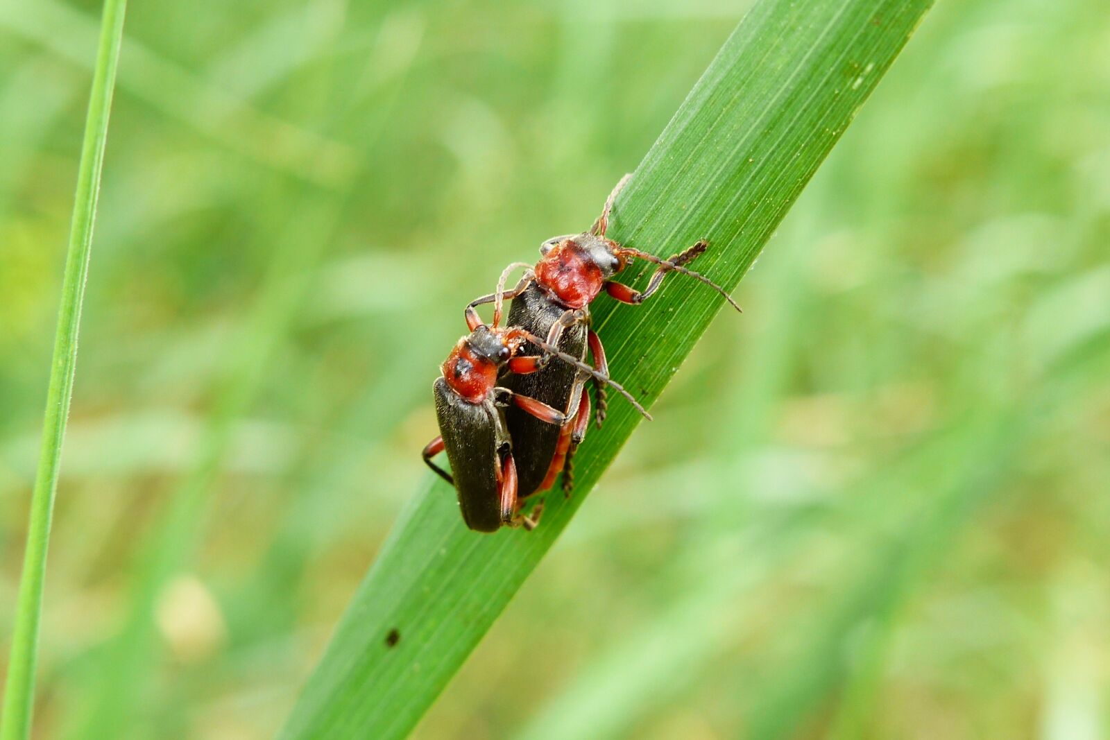 Panasonic Lumix DMC-FZ200 sample photo. Animals, invertebrates, insects photography