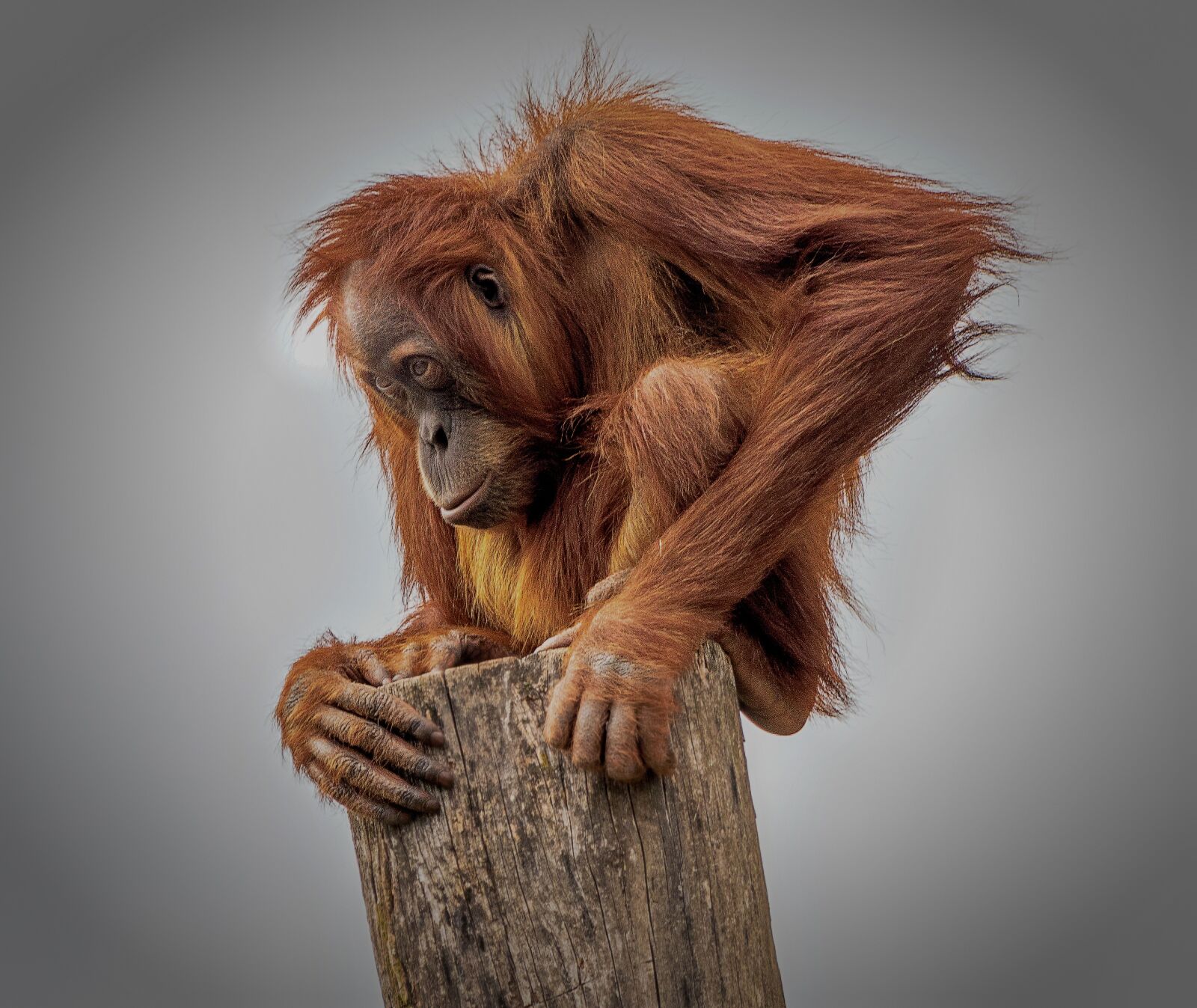 Canon EF 70-300 F4-5.6 IS II USM sample photo. Monkey, zoo, orang-utan photography