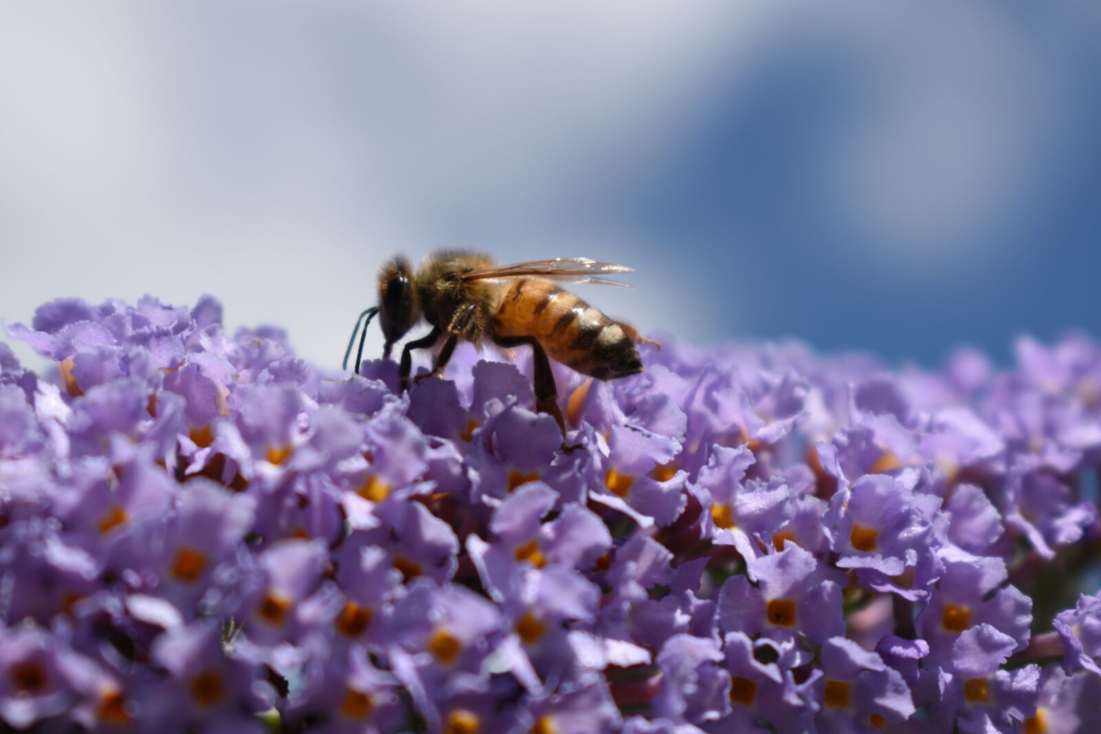 Nikon D5600 sample photo. Bee, macro, purple photography
