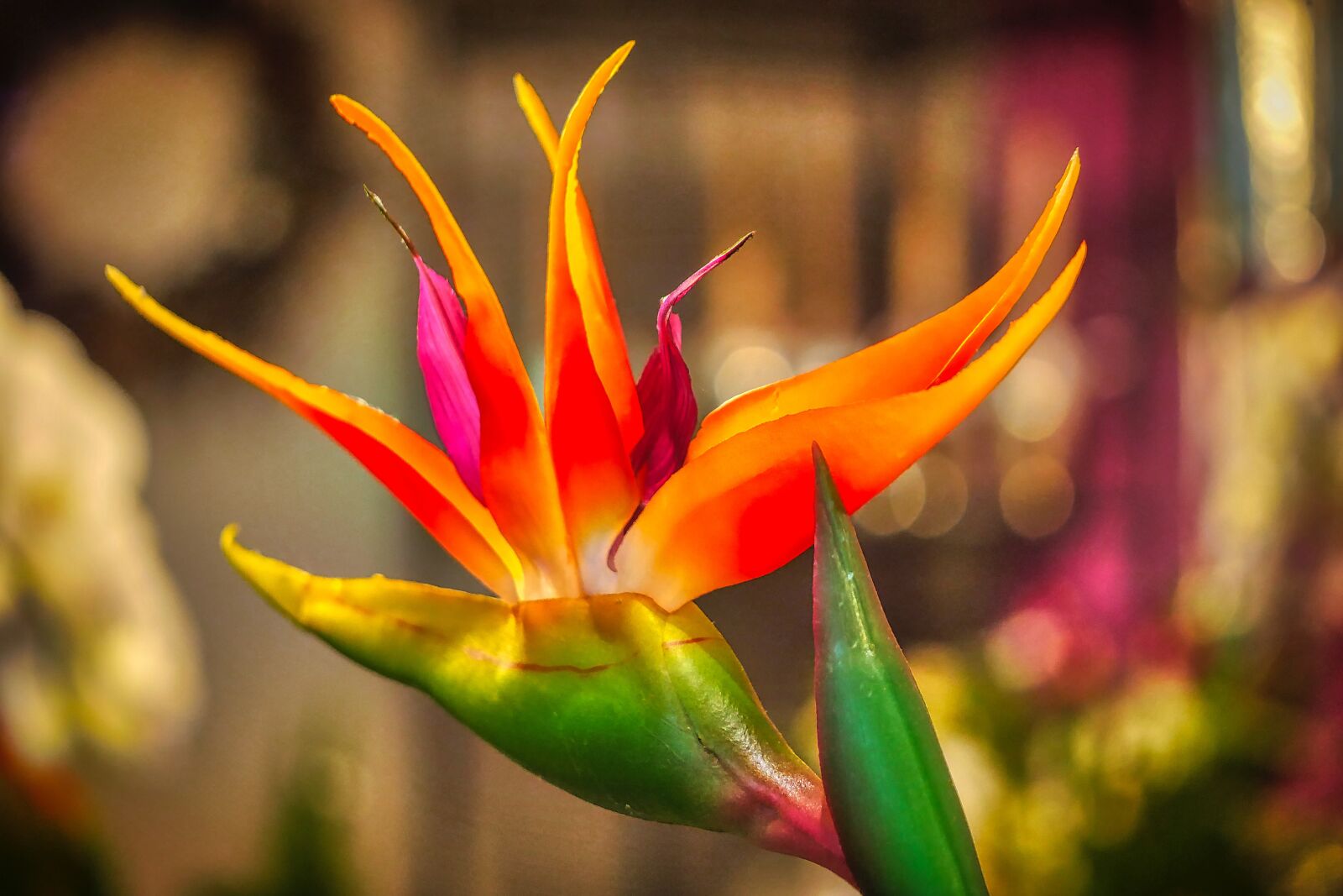 Panasonic Lumix DMC-GX8 sample photo. Flower, exotic, nature photography