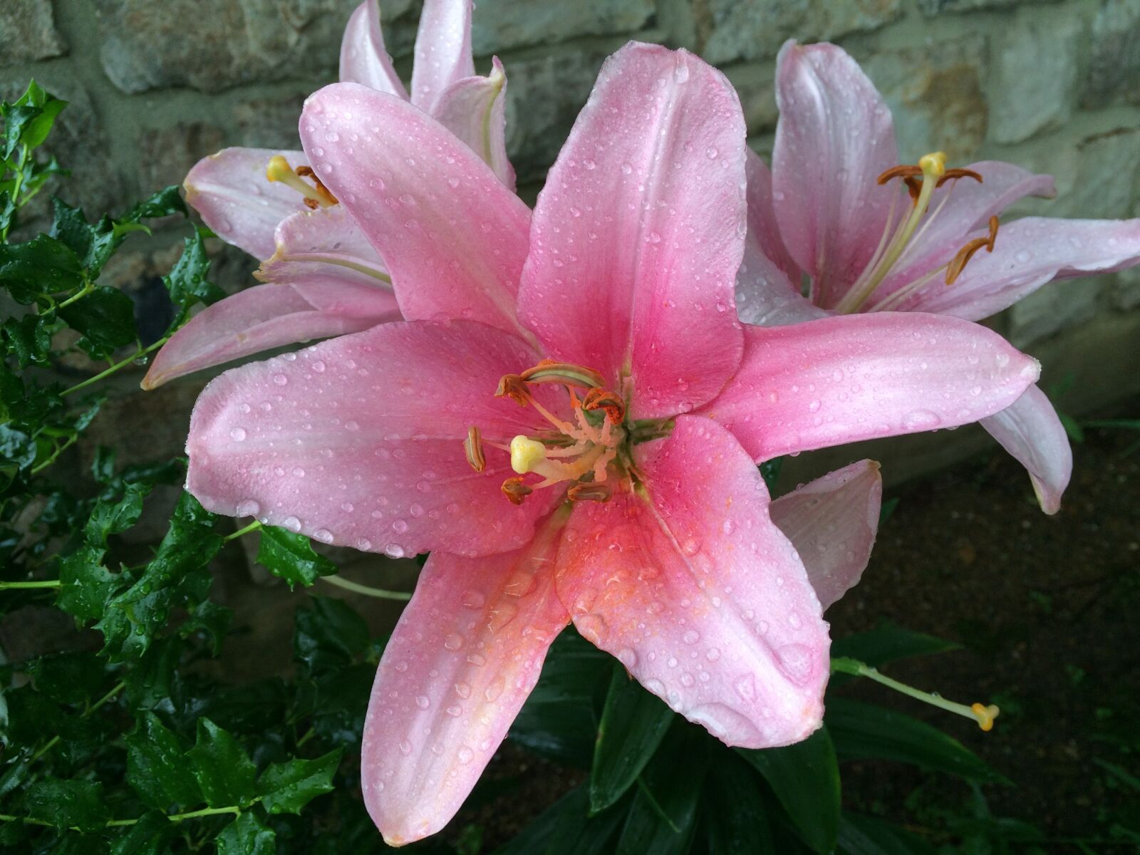 iPhone 5s back camera 4.15mm f/2.2 sample photo. Day lily, dew, green photography