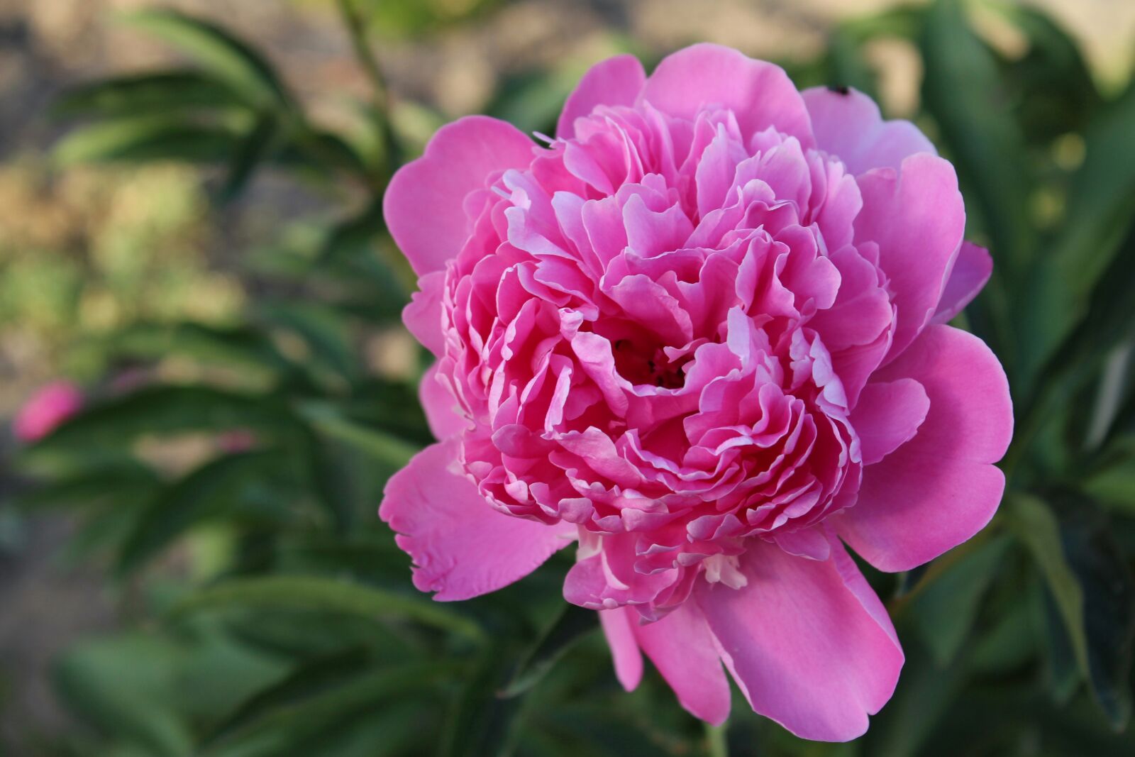 Canon EOS 1300D (EOS Rebel T6 / EOS Kiss X80) sample photo. Paeonie, peony, beautiful photography