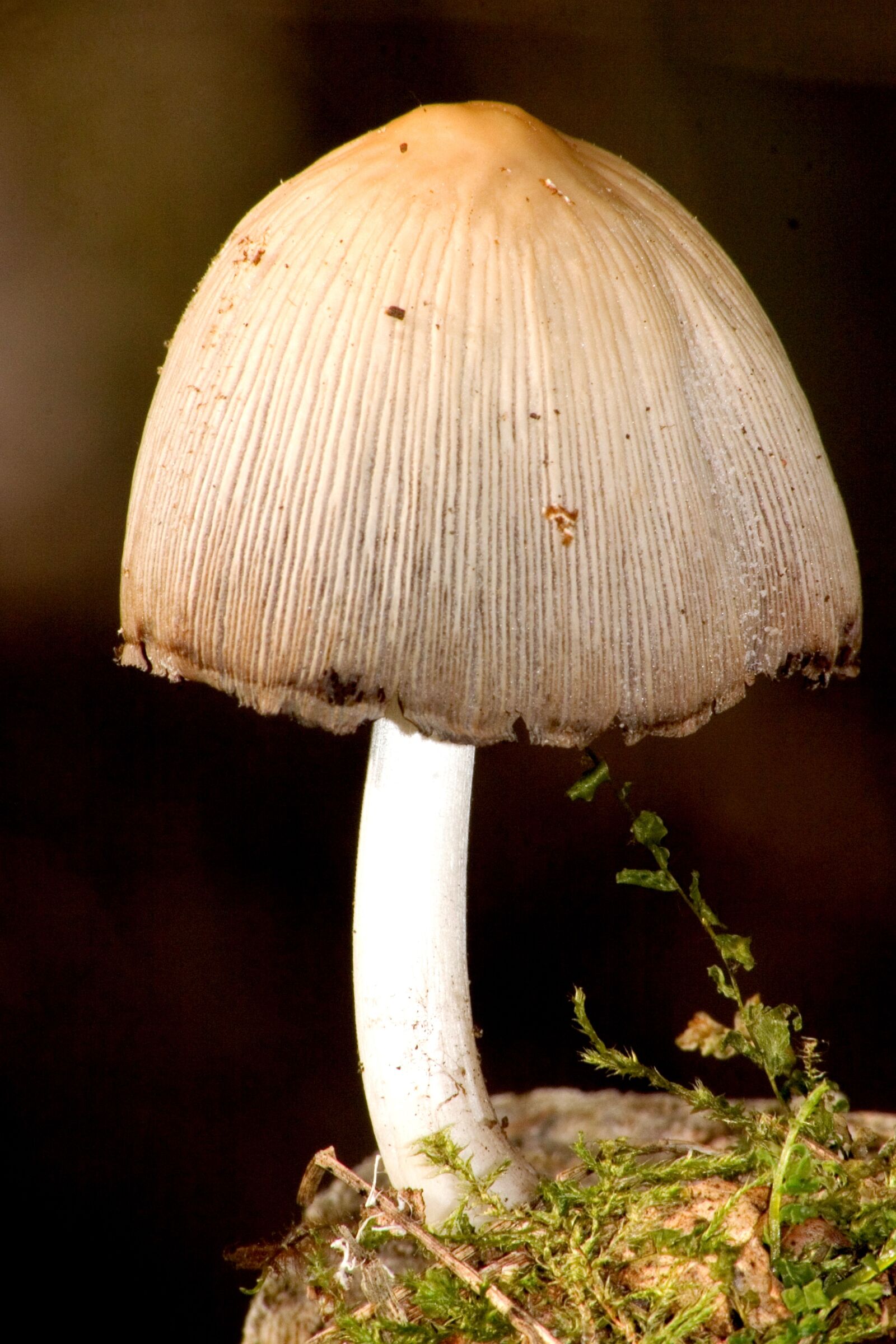 Canon EOS 300D (EOS Digital Rebel / EOS Kiss Digital) sample photo. Mushroom, forest, moss photography